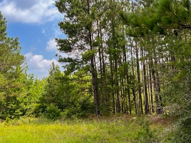 Unimproved Land For Sale in Tyler County , 00 FM 92, Colmesneil, Texas 75938, 0, 0, Garage spaces, 0 Sqft, built in 0, Price $230,945, mls#20360758, Real Estate Agent in Colmesneil, Homes For Sale in Tyler county, Homes For Sale in Colmesneil, Realtor in Colmesneil Texas, Real Estate Brokerage Independent Realty Texas, Luminita Cordes Realtor