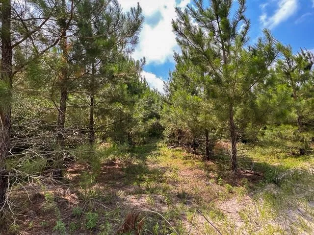 Unimproved Land For Sale in Tyler County , 00 FM 92, Colmesneil, Texas 75938, 0, 0, Garage spaces, 0 Sqft, built in 0, Price $230,945, mls#20360758, Real Estate Agent in Colmesneil, Homes For Sale in Tyler county, Homes For Sale in Colmesneil, Realtor in Colmesneil Texas, Real Estate Brokerage Independent Realty Texas, Luminita Cordes Realtor
