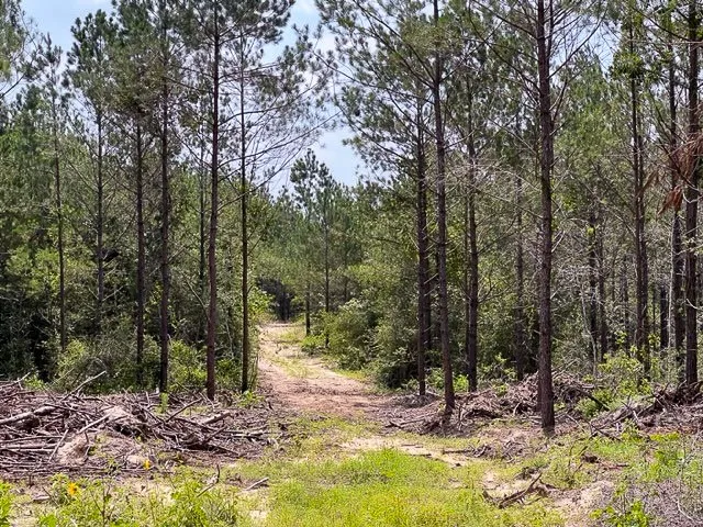 Unimproved Land For Sale in Tyler County , 000 FM 92, Colmesneil, Texas 75938, 0, 0, Garage spaces, 0 Sqft, built in 0, Price $163,020, mls#20360798, Real Estate Agent in Colmesneil, Homes For Sale in Tyler county, Homes For Sale in Colmesneil, Realtor in Colmesneil Texas, Real Estate Brokerage Independent Realty Texas, Luminita Cordes Realtor