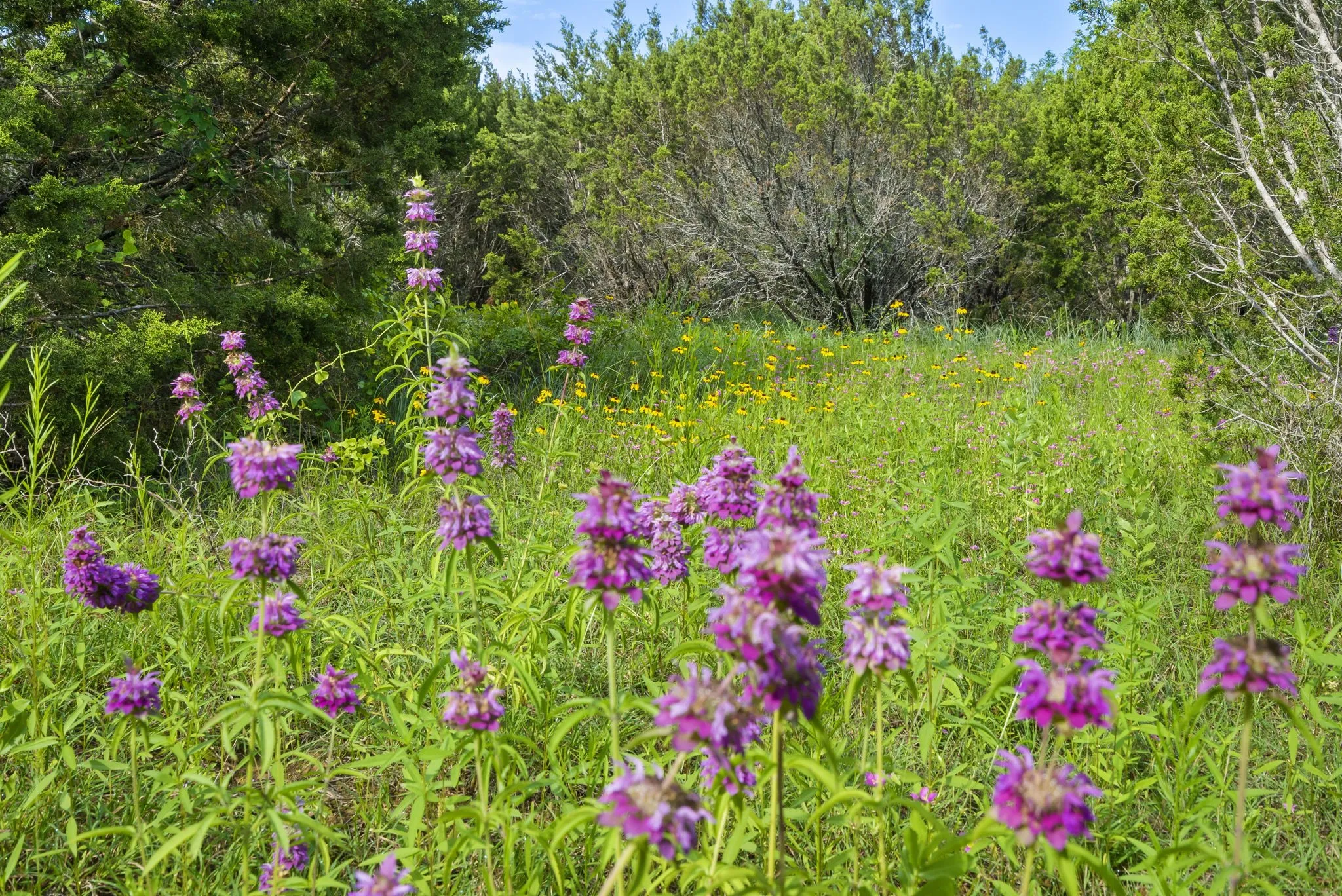 Ranch For Sale in Erath County , 1435 Private Road 1129, Stephenville, Texas 76401, 0, 0, Garage spaces, 0 Sqft, built in 0, Price $1,683,900, mls#20354713, Real Estate Agent in Stephenville, Homes For Sale in Erath county, Homes For Sale in Stephenville, Realtor in Stephenville Texas, Real Estate Brokerage Independent Realty Texas, Luminita Cordes Realtor