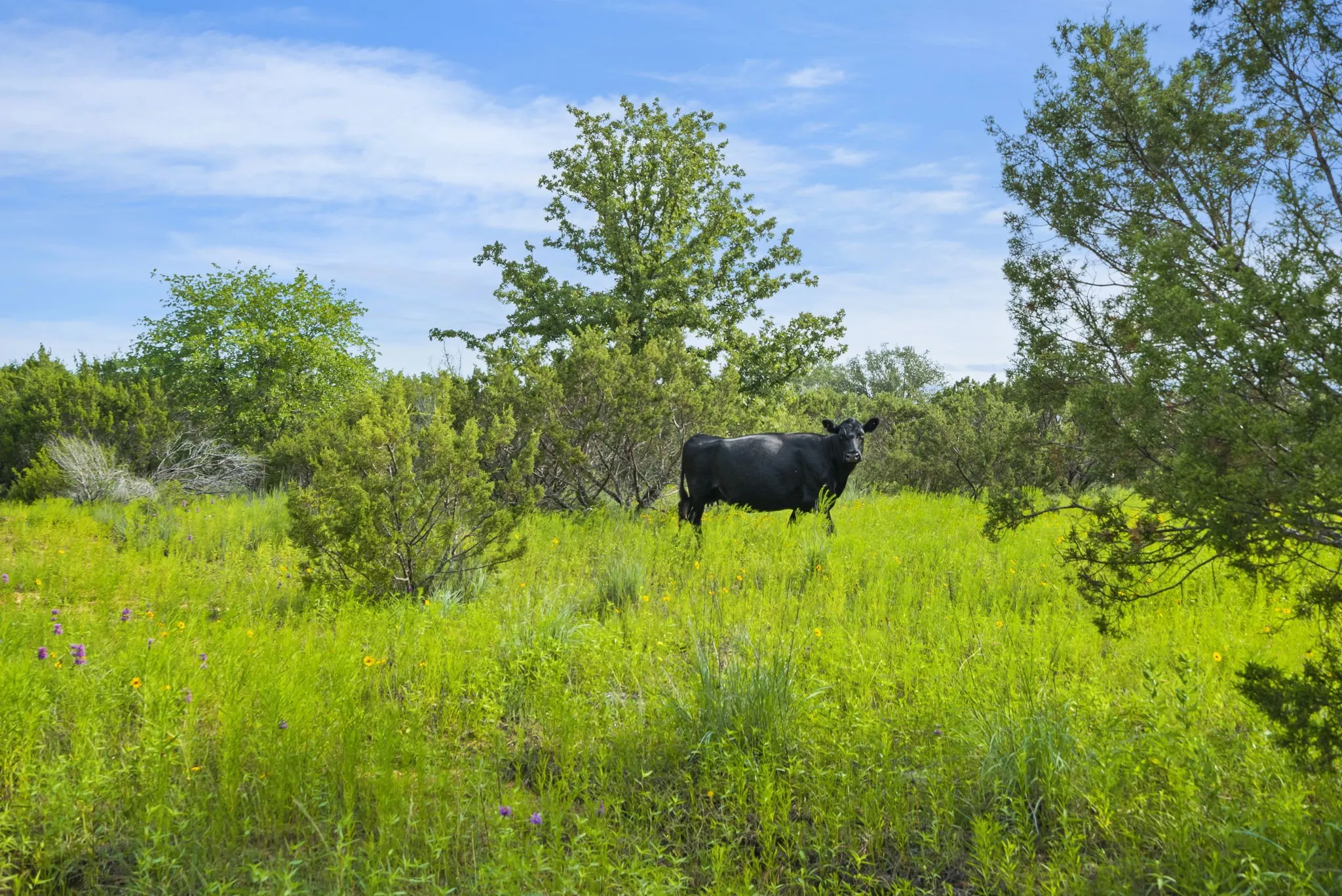 Ranch For Sale in Erath County , 1435 Private Road 1129, Stephenville, Texas 76401, 0, 0, Garage spaces, 0 Sqft, built in 0, Price $1,683,900, mls#20354713, Real Estate Agent in Stephenville, Homes For Sale in Erath county, Homes For Sale in Stephenville, Realtor in Stephenville Texas, Real Estate Brokerage Independent Realty Texas, Luminita Cordes Realtor