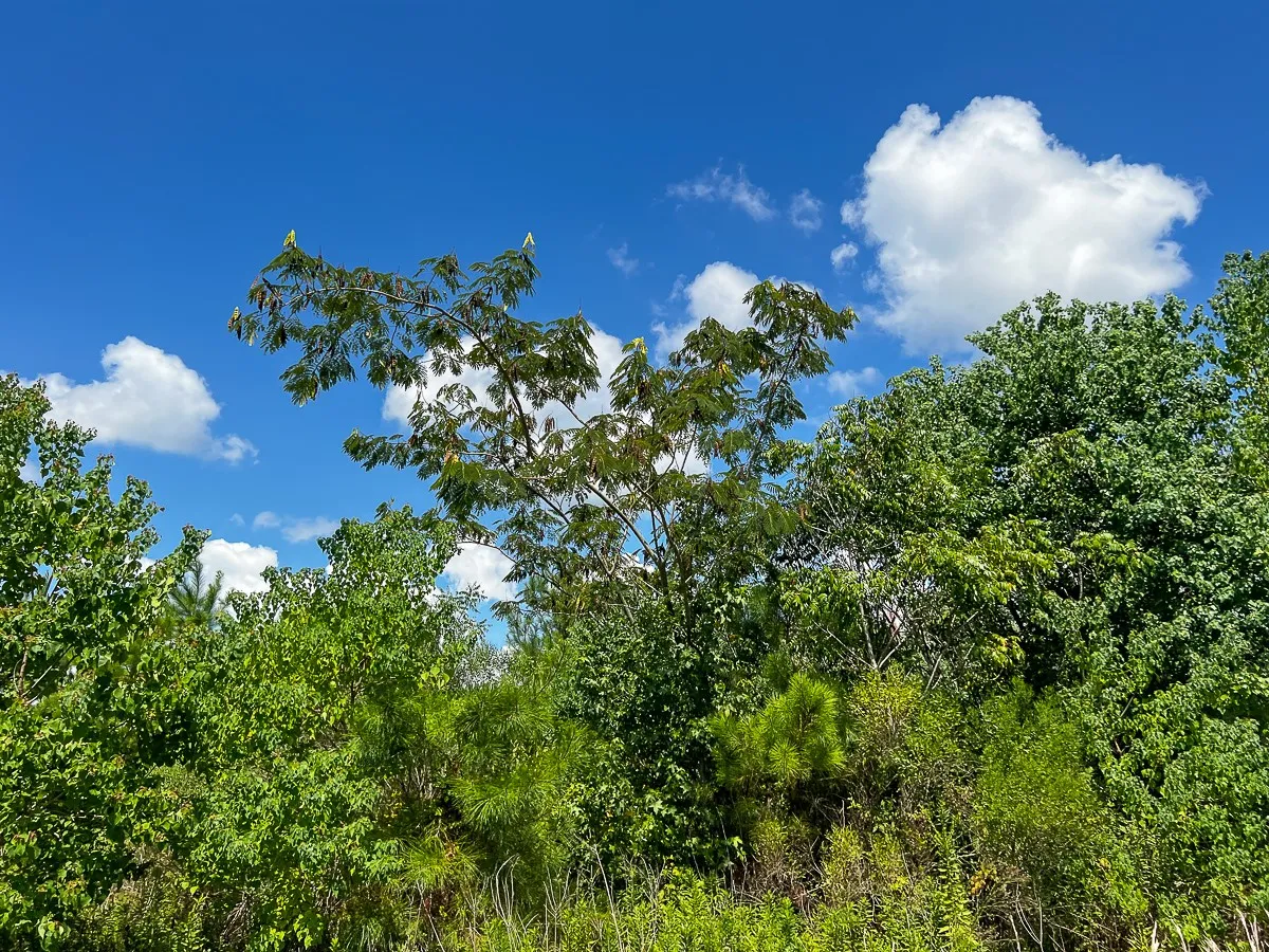 Unimproved Land For Sale in Liberty County , 000 FM 1010, Cleveland, Texas 77327, 0, 0, Garage spaces, 0 Sqft, built in 0, mls#20368189, Real Estate Agent in Cleveland, Homes For Sale in Liberty county, Homes For Sale in Cleveland, Realtor in Cleveland Texas, Real Estate Brokerage Independent Realty Texas, Luminita Cordes Realtor