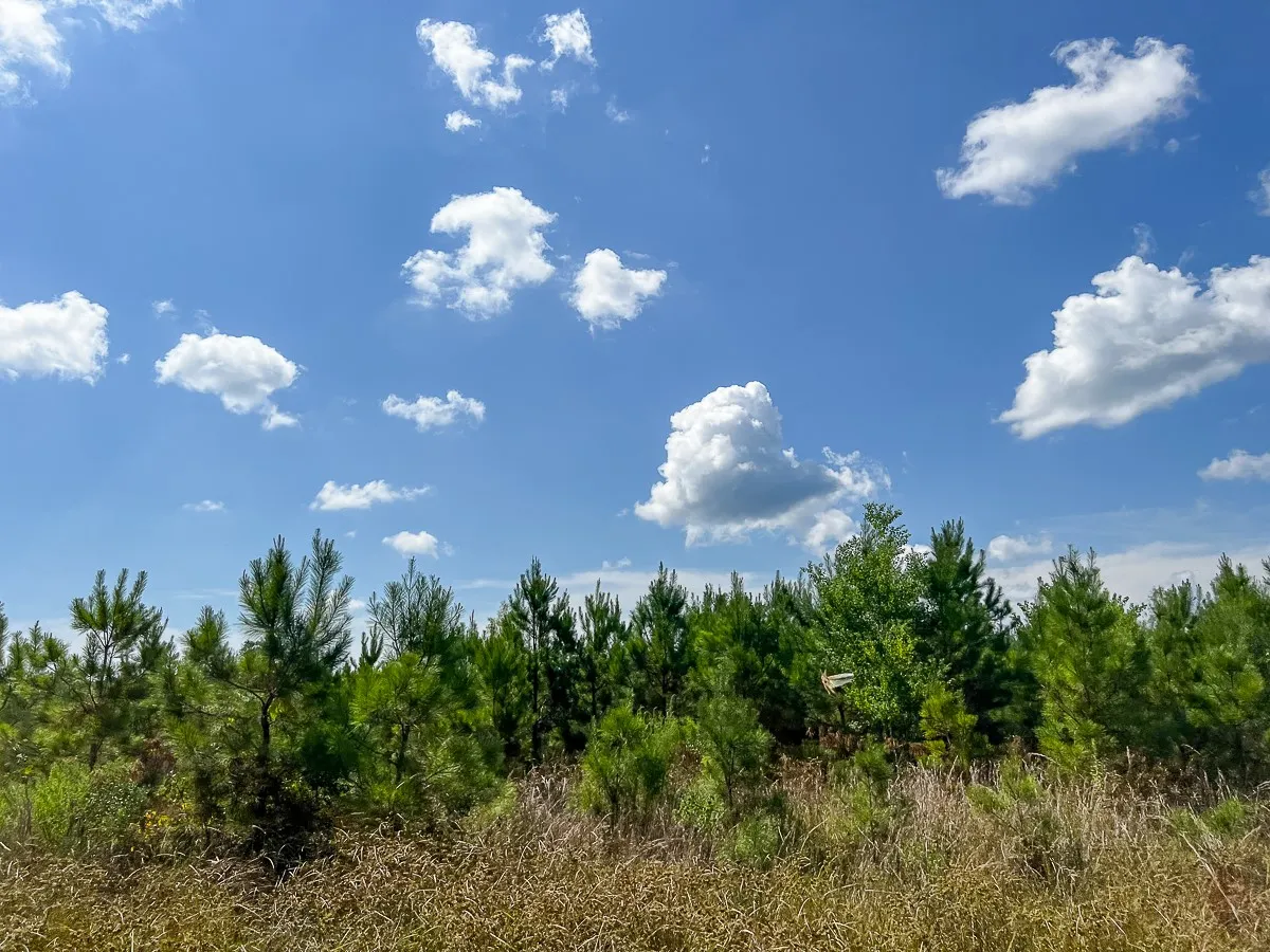 Unimproved Land For Sale in Liberty County , 000 FM 1010, Cleveland, Texas 77327, 0, 0, Garage spaces, 0 Sqft, built in 0, mls#20368189, Real Estate Agent in Cleveland, Homes For Sale in Liberty county, Homes For Sale in Cleveland, Realtor in Cleveland Texas, Real Estate Brokerage Independent Realty Texas, Luminita Cordes Realtor