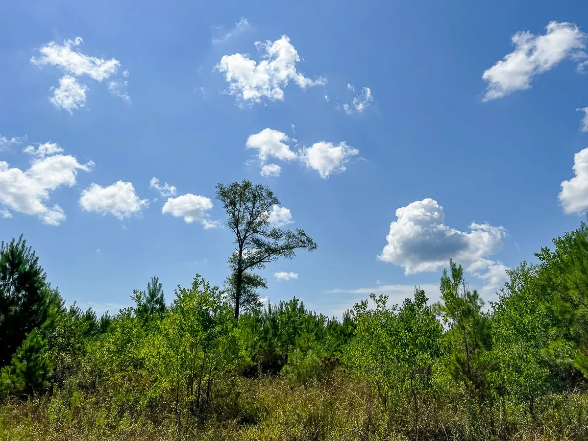 Unimproved Land For Sale in Liberty County , 000 FM 1010, Cleveland, Texas 77327, 0, 0, Garage spaces, 0 Sqft, built in 0, mls#20368189, Real Estate Agent in Cleveland, Homes For Sale in Liberty county, Homes For Sale in Cleveland, Realtor in Cleveland Texas, Real Estate Brokerage Independent Realty Texas, Luminita Cordes Realtor
