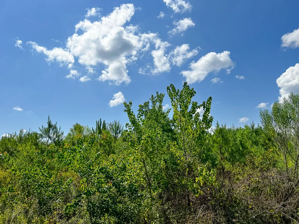 Unimproved Land For Sale in Liberty County , 000 FM 1010, Cleveland, Texas 77327, 0, 0, Garage spaces, 0 Sqft, built in 0, mls#20368189, Real Estate Agent in Cleveland, Homes For Sale in Liberty county, Homes For Sale in Cleveland, Realtor in Cleveland Texas, Real Estate Brokerage Independent Realty Texas, Luminita Cordes Realtor