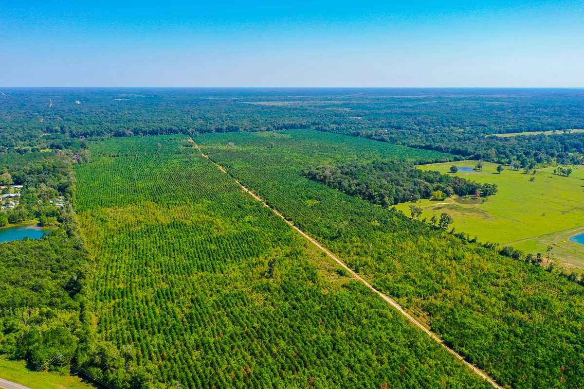 Unimproved Land For Sale in Liberty County , 000 FM 1010, Cleveland, Texas 77327, 0, 0, Garage spaces, 0 Sqft, built in 0, mls#20368189, Real Estate Agent in Cleveland, Homes For Sale in Liberty county, Homes For Sale in Cleveland, Realtor in Cleveland Texas, Real Estate Brokerage Independent Realty Texas, Luminita Cordes Realtor
