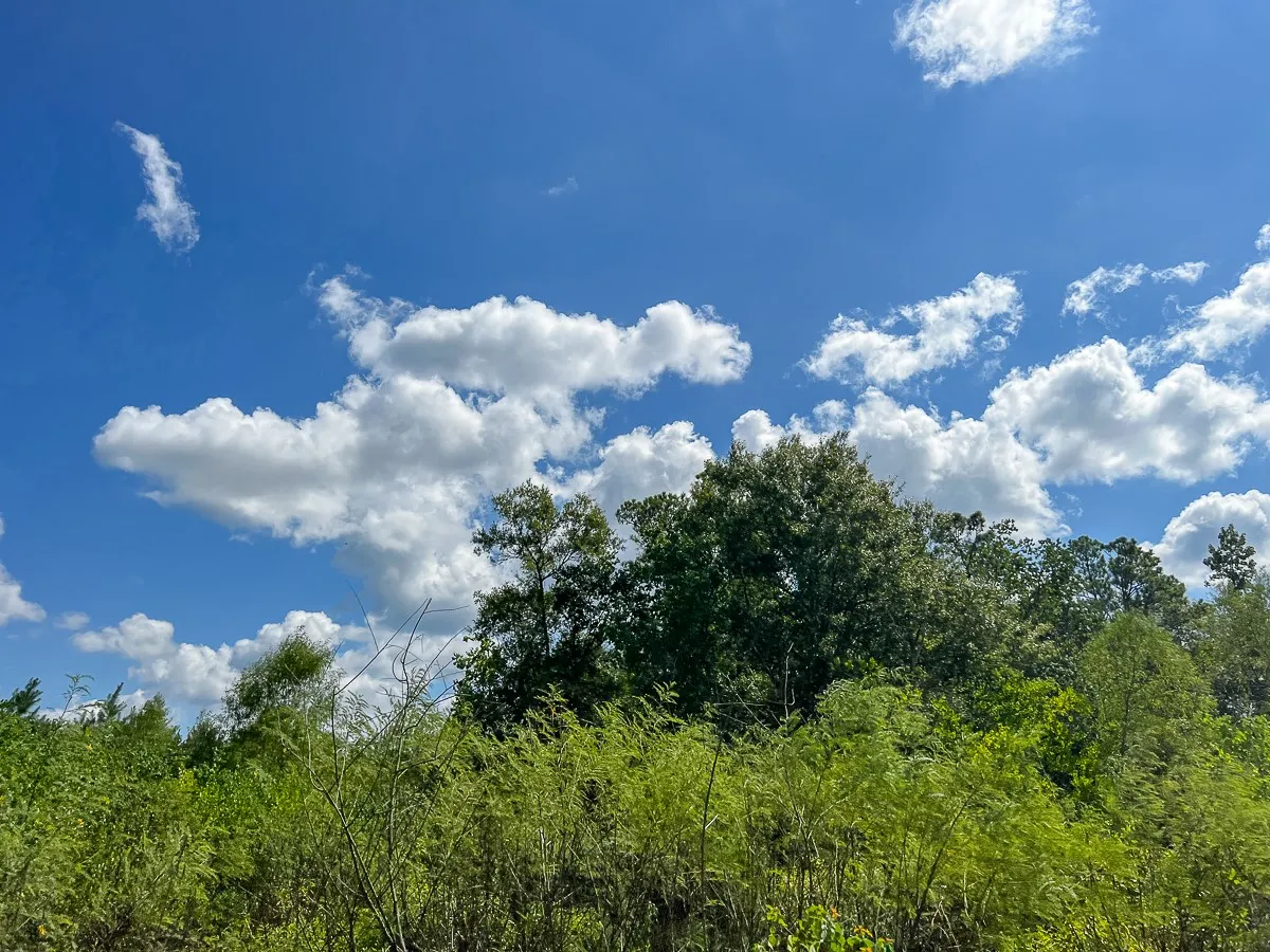 Unimproved Land For Sale in Liberty County , 000 FM 1010, Cleveland, Texas 77327, 0, 0, Garage spaces, 0 Sqft, built in 0, mls#20368189, Real Estate Agent in Cleveland, Homes For Sale in Liberty county, Homes For Sale in Cleveland, Realtor in Cleveland Texas, Real Estate Brokerage Independent Realty Texas, Luminita Cordes Realtor