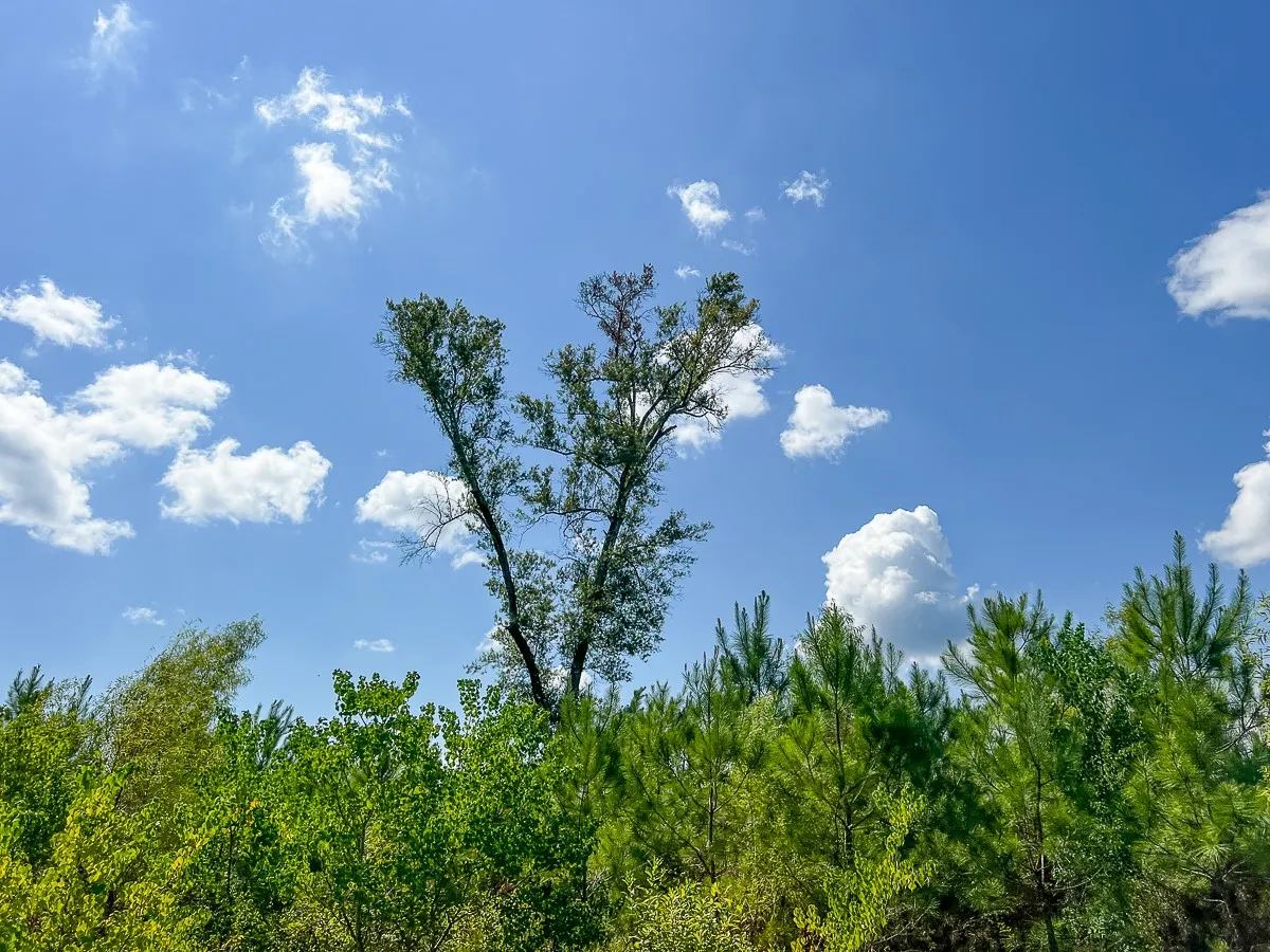 Unimproved Land For Sale in Liberty County , 000 FM 1010, Cleveland, Texas 77327, 0, 0, Garage spaces, 0 Sqft, built in 0, mls#20368189, Real Estate Agent in Cleveland, Homes For Sale in Liberty county, Homes For Sale in Cleveland, Realtor in Cleveland Texas, Real Estate Brokerage Independent Realty Texas, Luminita Cordes Realtor