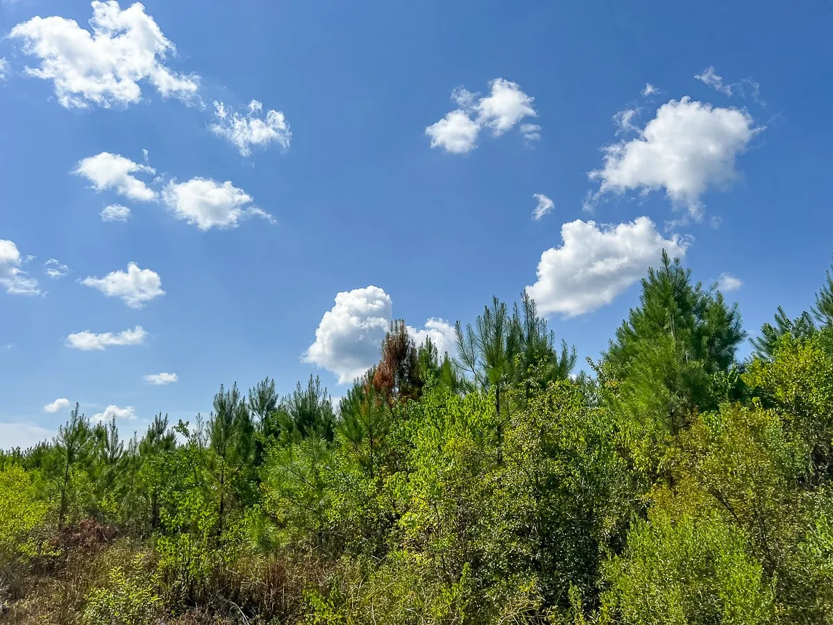 Unimproved Land For Sale in Liberty County , 000 FM 1010, Cleveland, Texas 77327, 0, 0, Garage spaces, 0 Sqft, built in 0, mls#20368189, Real Estate Agent in Cleveland, Homes For Sale in Liberty county, Homes For Sale in Cleveland, Realtor in Cleveland Texas, Real Estate Brokerage Independent Realty Texas, Luminita Cordes Realtor