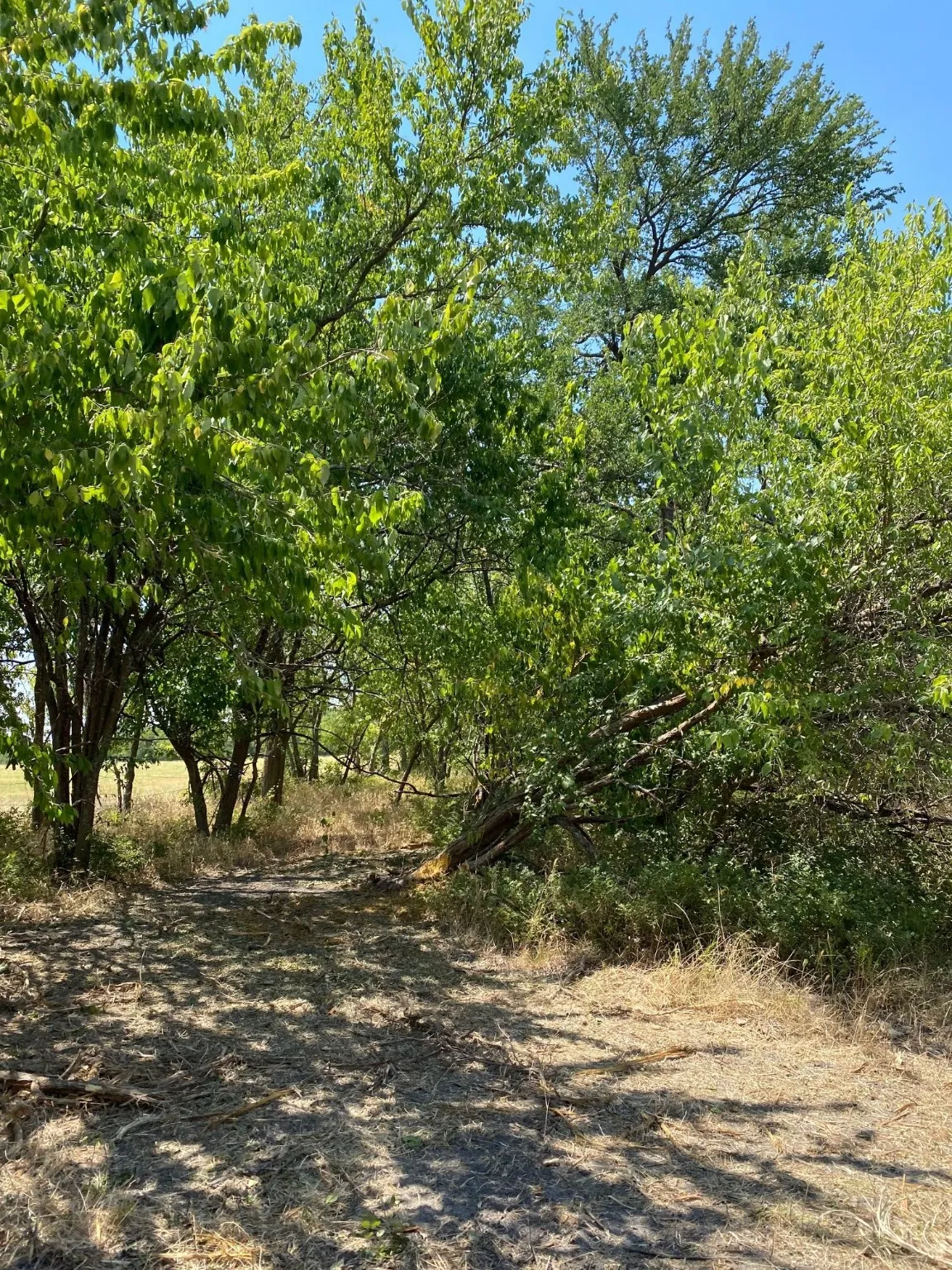Ranch For Sale in Limestone County , TBD W HWY 84, Prairie Hill, Texas 76678, 0, 0, Garage spaces, 0 Sqft, built in 0, Price $666,187, mls#20386342, Real Estate Agent in Prairie Hill, Homes For Sale in Limestone county, Homes For Sale in Prairie Hill, Realtor in Prairie Hill Texas, Real Estate Brokerage Independent Realty Texas, Luminita Cordes Realtor