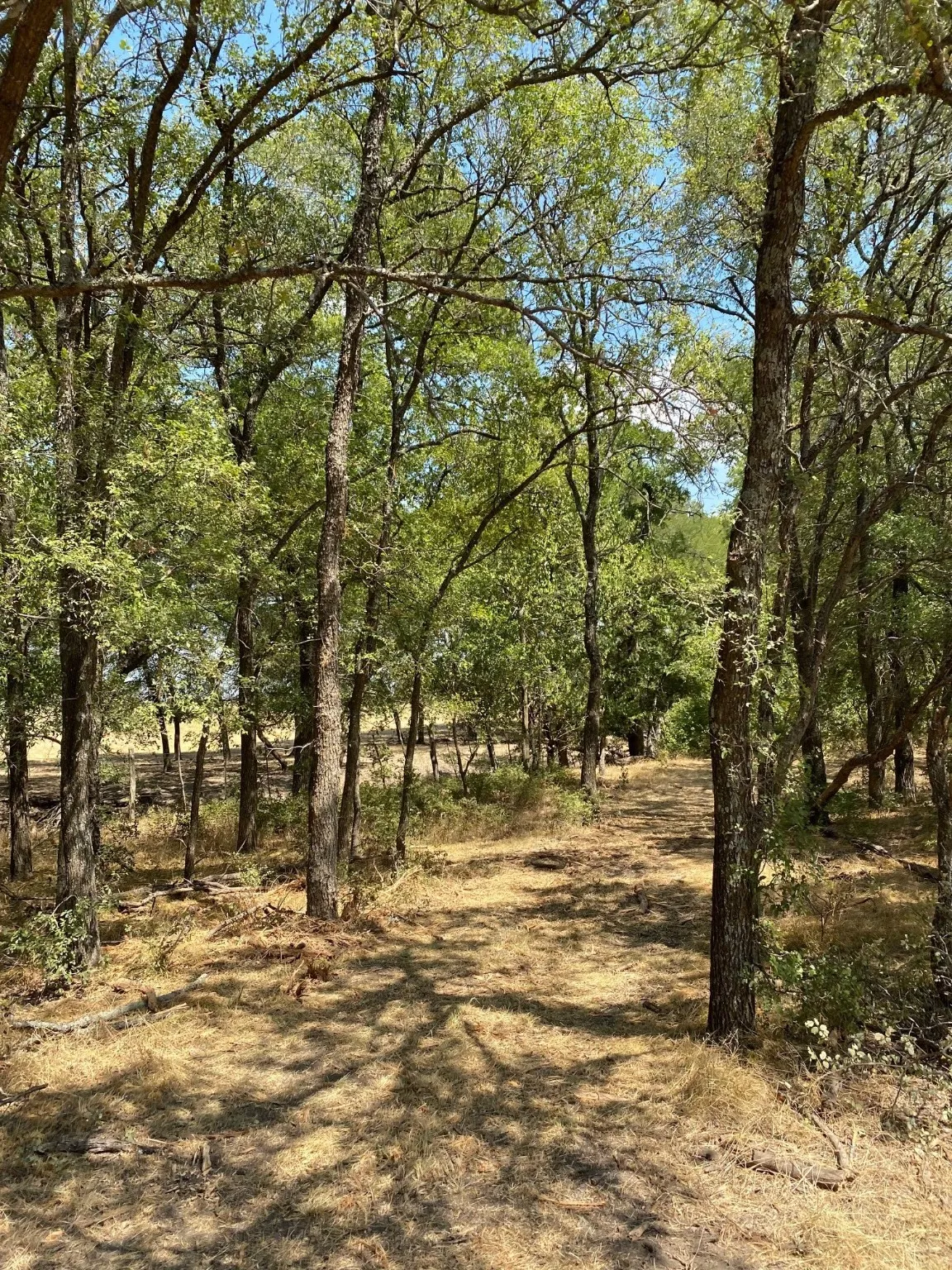 Ranch For Sale in Limestone County , TBD W HWY 84, Prairie Hill, Texas 76678, 0, 0, Garage spaces, 0 Sqft, built in 0, Price $666,187, mls#20386342, Real Estate Agent in Prairie Hill, Homes For Sale in Limestone county, Homes For Sale in Prairie Hill, Realtor in Prairie Hill Texas, Real Estate Brokerage Independent Realty Texas, Luminita Cordes Realtor