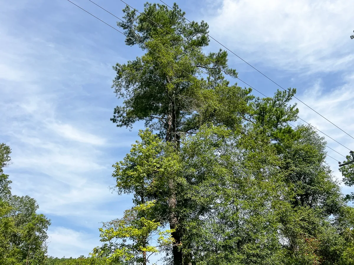 Unimproved Land For Sale in Tyler County , 1 County Road 3725, Colmesneil, Texas 75938, 0, 0, Garage spaces, 0 Sqft, built in 0, Price $878,850, mls#20397621, Real Estate Agent in Colmesneil, Homes For Sale in Tyler county, Homes For Sale in Colmesneil, Realtor in Colmesneil Texas, Real Estate Brokerage Independent Realty Texas, Luminita Cordes Realtor