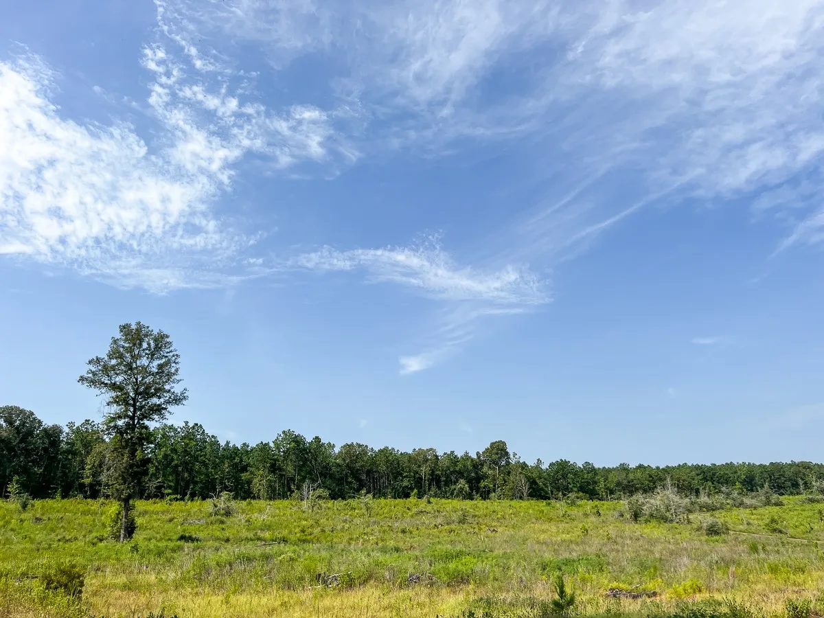 Unimproved Land For Sale in Tyler County , 1 County Road 3725, Colmesneil, Texas 75938, 0, 0, Garage spaces, 0 Sqft, built in 0, Price $878,850, mls#20397621, Real Estate Agent in Colmesneil, Homes For Sale in Tyler county, Homes For Sale in Colmesneil, Realtor in Colmesneil Texas, Real Estate Brokerage Independent Realty Texas, Luminita Cordes Realtor