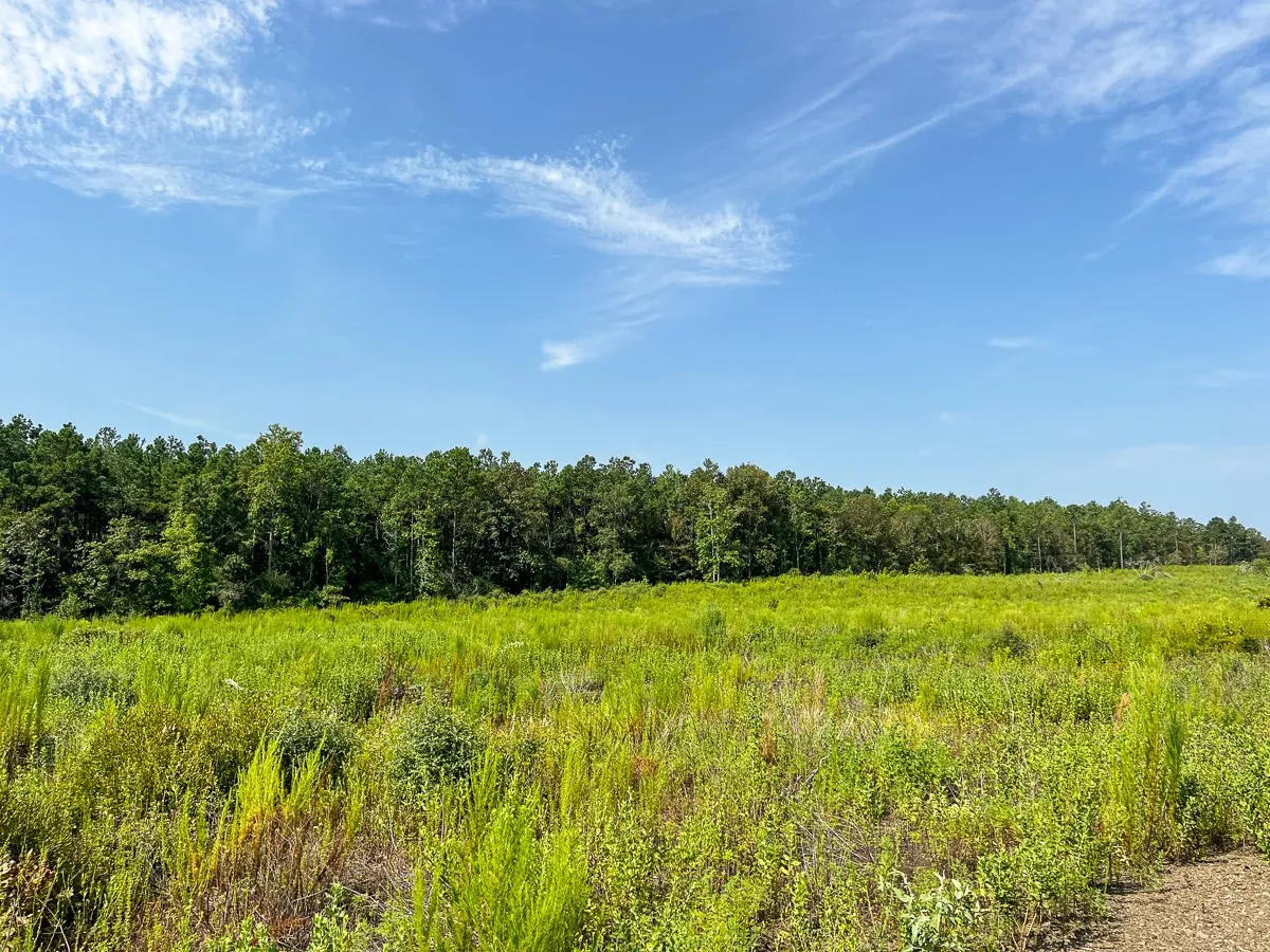 Unimproved Land For Sale in Tyler County , 1 County Road 3725, Colmesneil, Texas 75938, 0, 0, Garage spaces, 0 Sqft, built in 0, Price $878,850, mls#20397621, Real Estate Agent in Colmesneil, Homes For Sale in Tyler county, Homes For Sale in Colmesneil, Realtor in Colmesneil Texas, Real Estate Brokerage Independent Realty Texas, Luminita Cordes Realtor