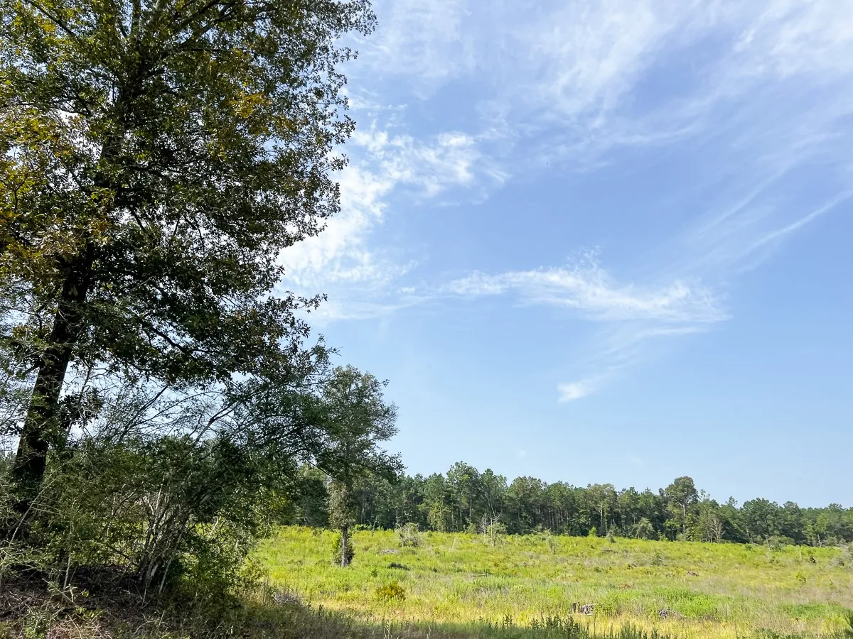 Unimproved Land For Sale in Tyler County , 1 County Road 3725, Colmesneil, Texas 75938, 0, 0, Garage spaces, 0 Sqft, built in 0, Price $878,850, mls#20397621, Real Estate Agent in Colmesneil, Homes For Sale in Tyler county, Homes For Sale in Colmesneil, Realtor in Colmesneil Texas, Real Estate Brokerage Independent Realty Texas, Luminita Cordes Realtor