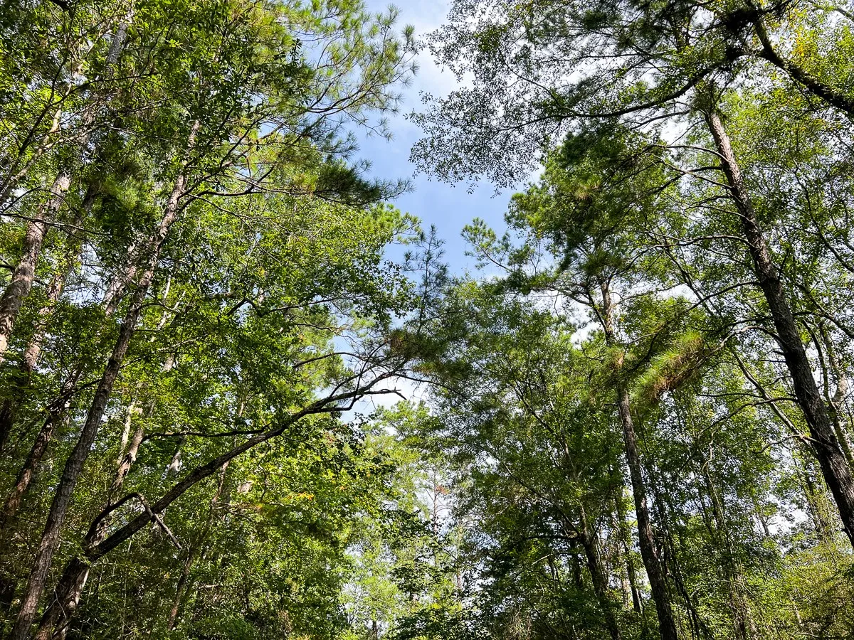 Unimproved Land For Sale in Tyler County , 1 County Road 3725, Colmesneil, Texas 75938, 0, 0, Garage spaces, 0 Sqft, built in 0, Price $878,850, mls#20397621, Real Estate Agent in Colmesneil, Homes For Sale in Tyler county, Homes For Sale in Colmesneil, Realtor in Colmesneil Texas, Real Estate Brokerage Independent Realty Texas, Luminita Cordes Realtor