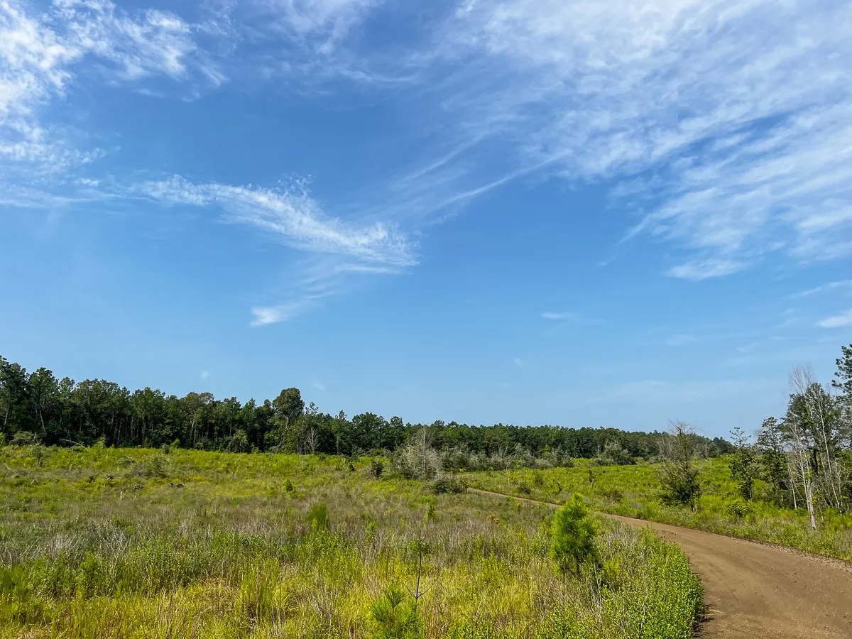 Unimproved Land For Sale in Tyler County , 1 County Road 3725, Colmesneil, Texas 75938, 0, 0, Garage spaces, 0 Sqft, built in 0, Price $878,850, mls#20397621, Real Estate Agent in Colmesneil, Homes For Sale in Tyler county, Homes For Sale in Colmesneil, Realtor in Colmesneil Texas, Real Estate Brokerage Independent Realty Texas, Luminita Cordes Realtor