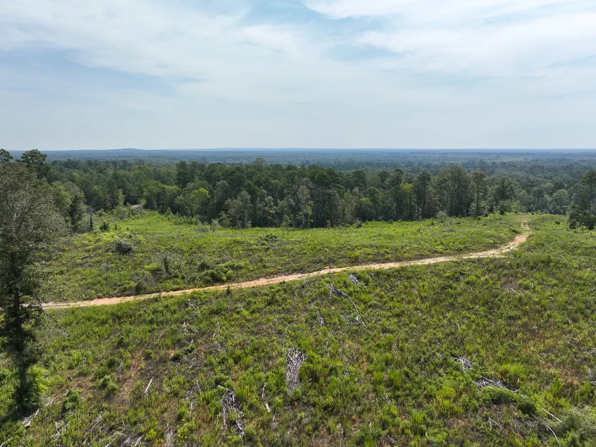 Unimproved Land For Sale in Tyler County , 1 County Road 3725, Colmesneil, Texas 75938, 0, 0, Garage spaces, 0 Sqft, built in 0, Price $878,850, mls#20397621, Real Estate Agent in Colmesneil, Homes For Sale in Tyler county, Homes For Sale in Colmesneil, Realtor in Colmesneil Texas, Real Estate Brokerage Independent Realty Texas, Luminita Cordes Realtor