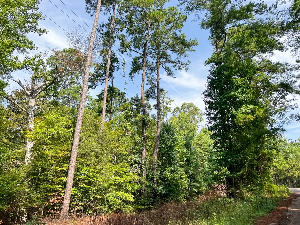 Unimproved Land For Sale in Tyler County , 1 County Road 3725, Colmesneil, Texas 75938, 0, 0, Garage spaces, 0 Sqft, built in 0, Price $878,850, mls#20397621, Real Estate Agent in Colmesneil, Homes For Sale in Tyler county, Homes For Sale in Colmesneil, Realtor in Colmesneil Texas, Real Estate Brokerage Independent Realty Texas, Luminita Cordes Realtor