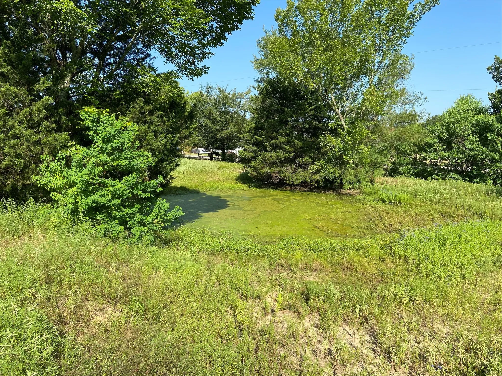 Pond
