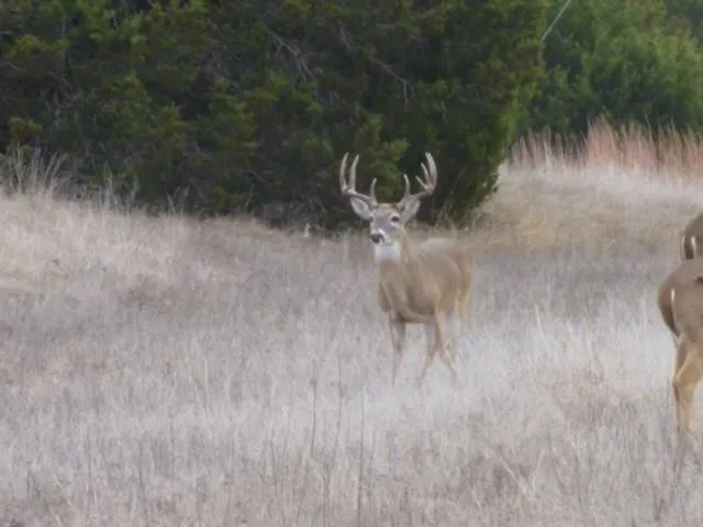 Unimproved Land For Sale in Hill County , 5043 Horseshoe Drive, Whitney, Texas 76692, 0, 0, Garage spaces, 0 Sqft, built in 0, Price $20,000, mls#20412761, Real Estate Agent in Whitney, Homes For Sale in Hill county, Homes For Sale in Whitney, Realtor in Whitney Texas, Real Estate Brokerage Independent Realty Texas, Luminita Cordes Realtor