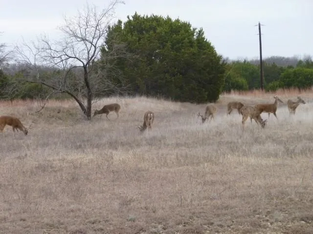 Unimproved Land For Sale in Hill County , 5043 Horseshoe Drive, Whitney, Texas 76692, 0, 0, Garage spaces, 0 Sqft, built in 0, Price $20,000, mls#20412761, Real Estate Agent in Whitney, Homes For Sale in Hill county, Homes For Sale in Whitney, Realtor in Whitney Texas, Real Estate Brokerage Independent Realty Texas, Luminita Cordes Realtor