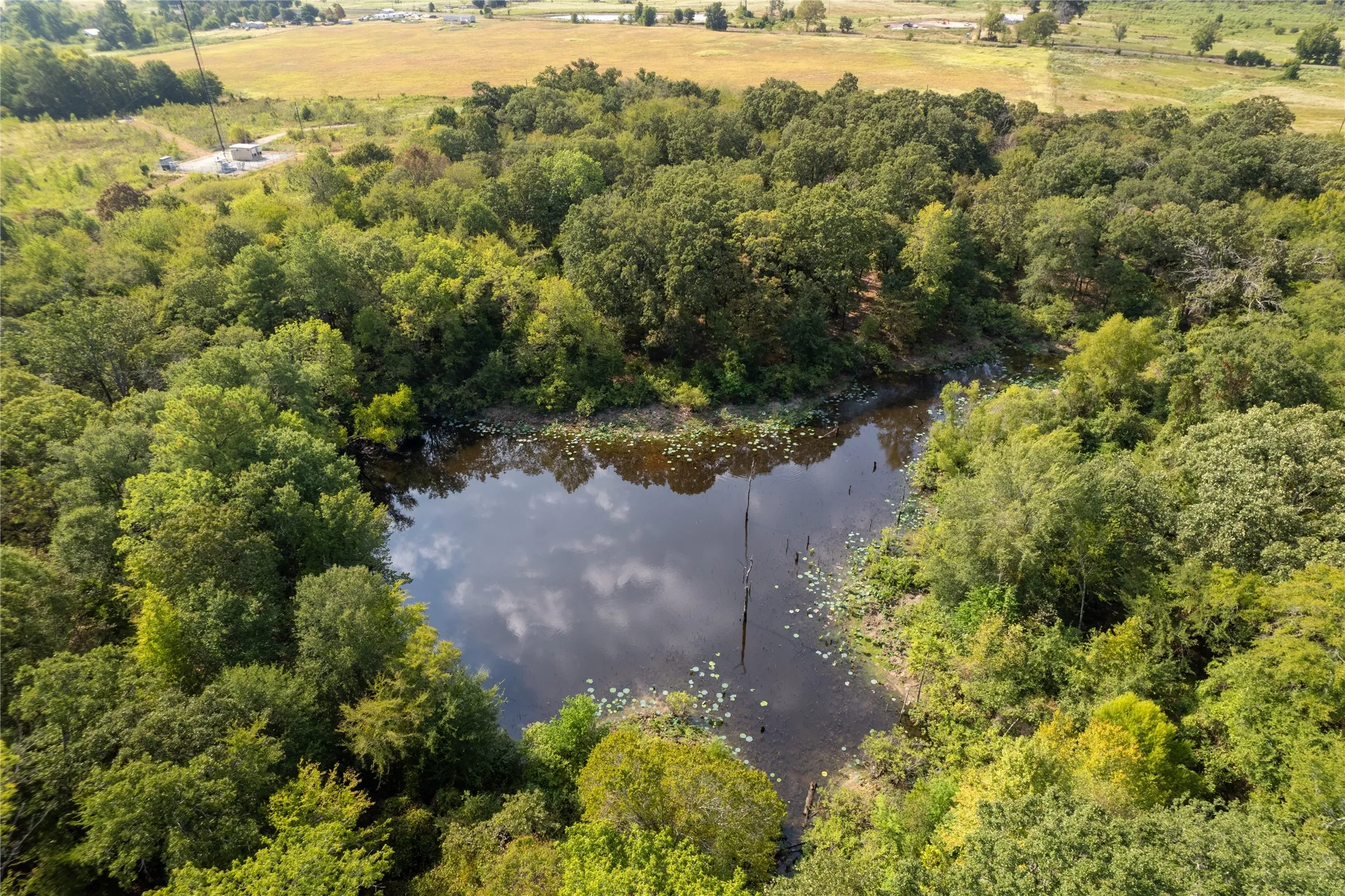 Pond
