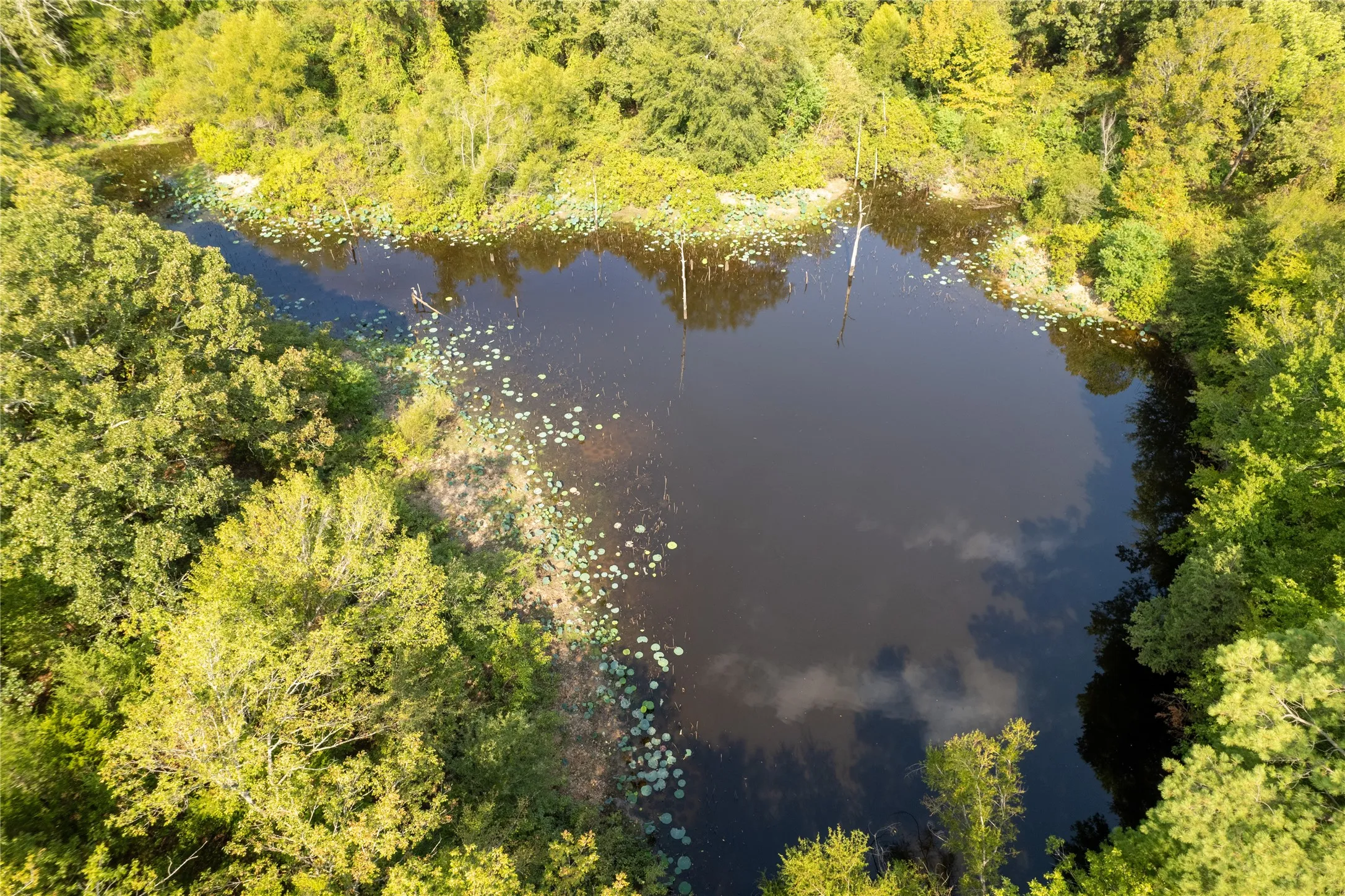 Pond