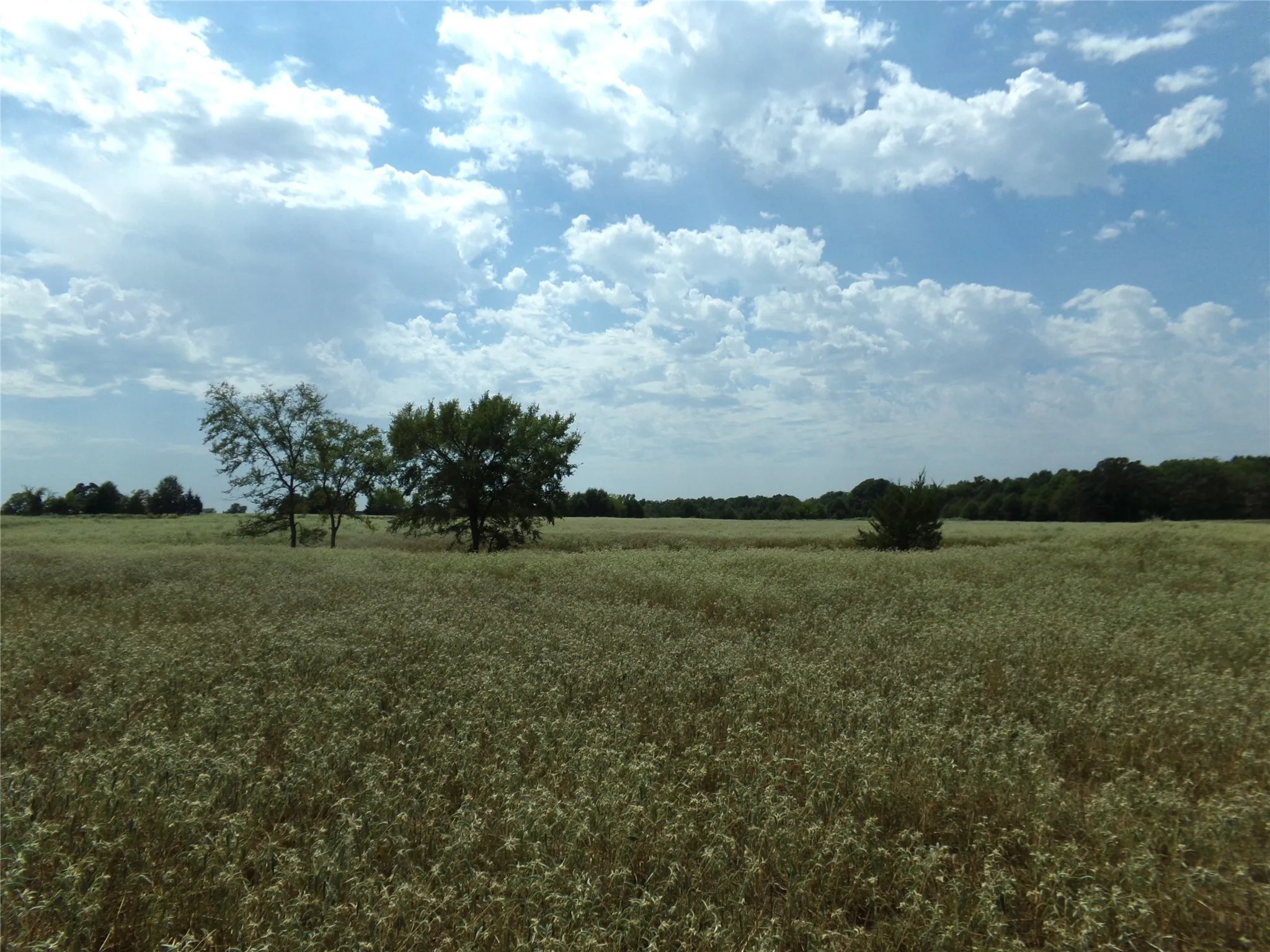 Ranch For Sale in Lamar County , 1753 FM 194, Blossom, Texas 75416, 0, 0, Garage spaces, 0 Sqft, built in 0, mls#20444070, Real Estate Agent in Blossom, Homes For Sale in Lamar county, Homes For Sale in Blossom, Realtor in Blossom Texas, Real Estate Brokerage Independent Realty Texas, Luminita Cordes Realtor