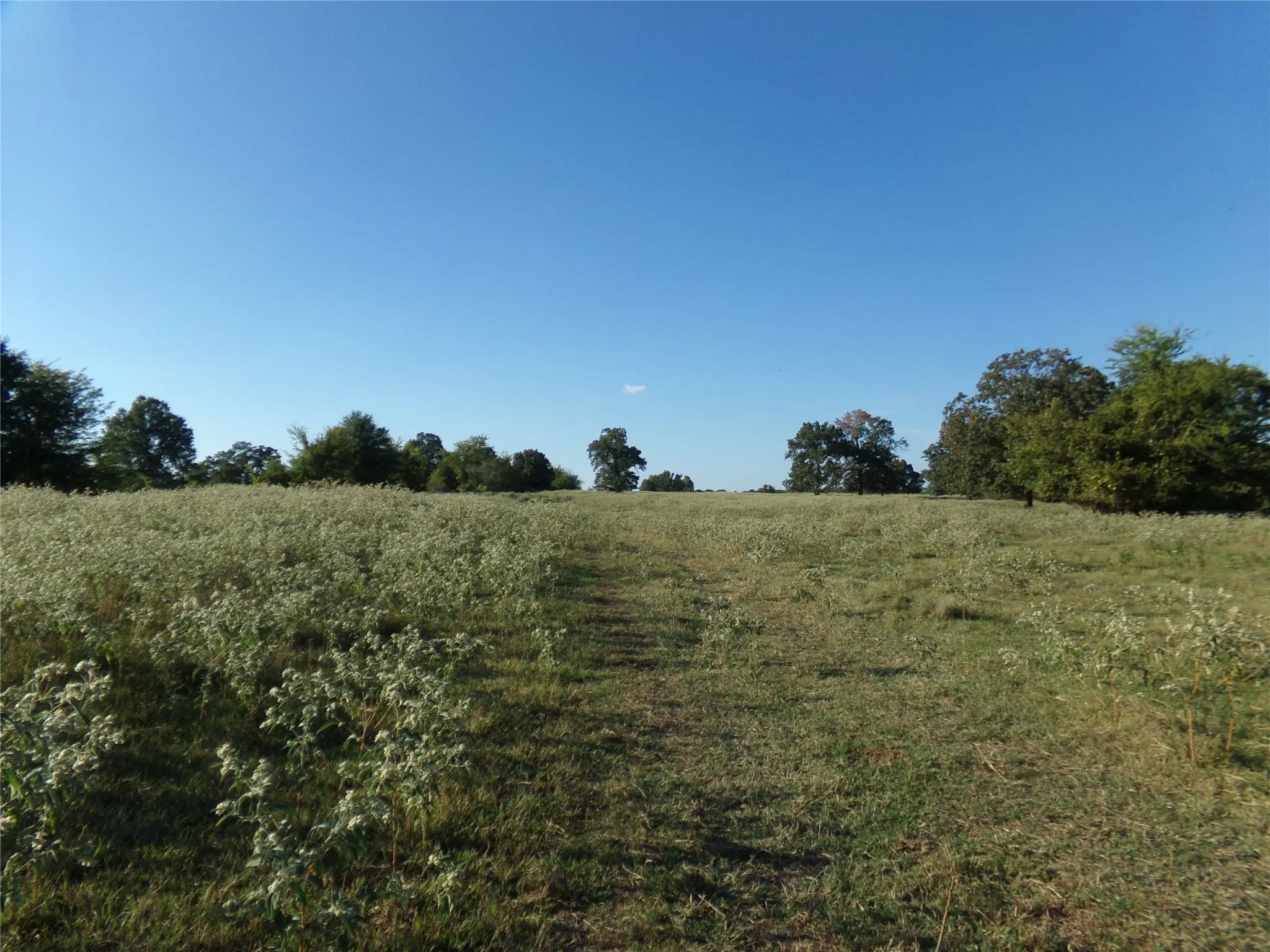 Ranch For Sale in Lamar County , 1753 FM 194, Blossom, Texas 75416, 0, 0, Garage spaces, 0 Sqft, built in 0, mls#20444070, Real Estate Agent in Blossom, Homes For Sale in Lamar county, Homes For Sale in Blossom, Realtor in Blossom Texas, Real Estate Brokerage Independent Realty Texas, Luminita Cordes Realtor