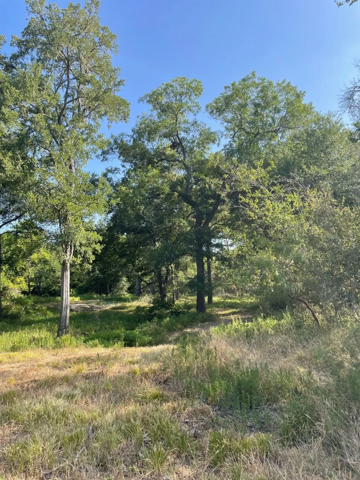 Ranch For Sale in Limestone County , TBD 00 LCR 828, Groesbeck, Texas 76642, 0, 0, Garage spaces, 0 Sqft, built in 0, Price $642,250, mls#20463862, Real Estate Agent in Groesbeck, Homes For Sale in Limestone county, Homes For Sale in Groesbeck, Realtor in Groesbeck Texas, Real Estate Brokerage Independent Realty Texas, Luminita Cordes Realtor