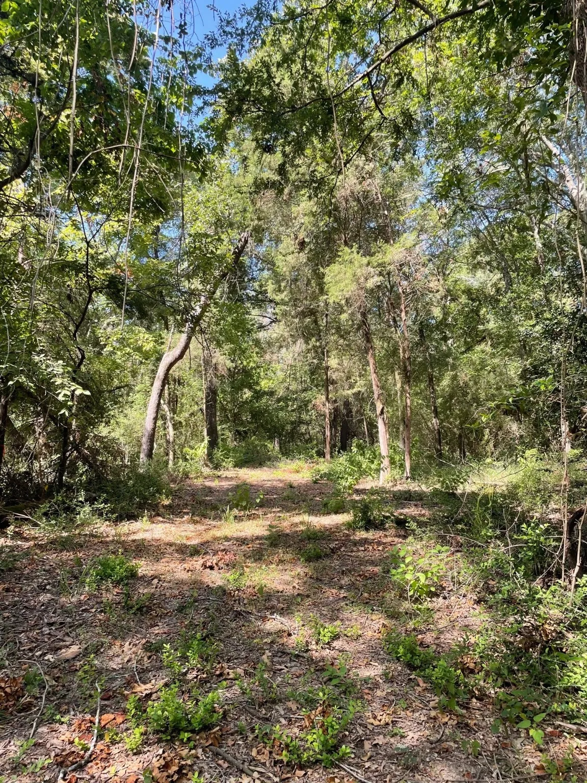 Ranch For Sale in Limestone County , TBD 00 LCR 828, Groesbeck, Texas 76642, 0, 0, Garage spaces, 0 Sqft, built in 0, Price $642,250, mls#20463862, Real Estate Agent in Groesbeck, Homes For Sale in Limestone county, Homes For Sale in Groesbeck, Realtor in Groesbeck Texas, Real Estate Brokerage Independent Realty Texas, Luminita Cordes Realtor