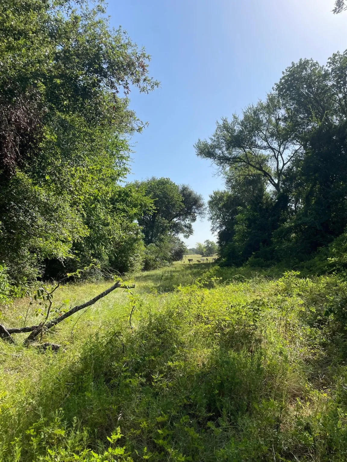 Ranch For Sale in Limestone County , TBD 00 LCR 828, Groesbeck, Texas 76642, 0, 0, Garage spaces, 0 Sqft, built in 0, Price $642,250, mls#20463862, Real Estate Agent in Groesbeck, Homes For Sale in Limestone county, Homes For Sale in Groesbeck, Realtor in Groesbeck Texas, Real Estate Brokerage Independent Realty Texas, Luminita Cordes Realtor