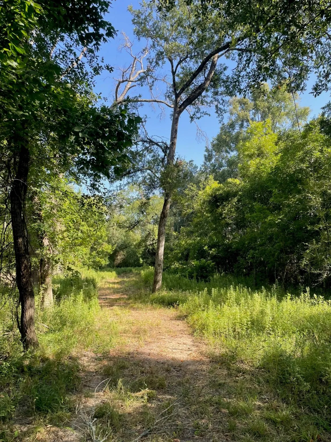Ranch For Sale in Limestone County , TBD 00 LCR 828, Groesbeck, Texas 76642, 0, 0, Garage spaces, 0 Sqft, built in 0, Price $642,250, mls#20463862, Real Estate Agent in Groesbeck, Homes For Sale in Limestone county, Homes For Sale in Groesbeck, Realtor in Groesbeck Texas, Real Estate Brokerage Independent Realty Texas, Luminita Cordes Realtor