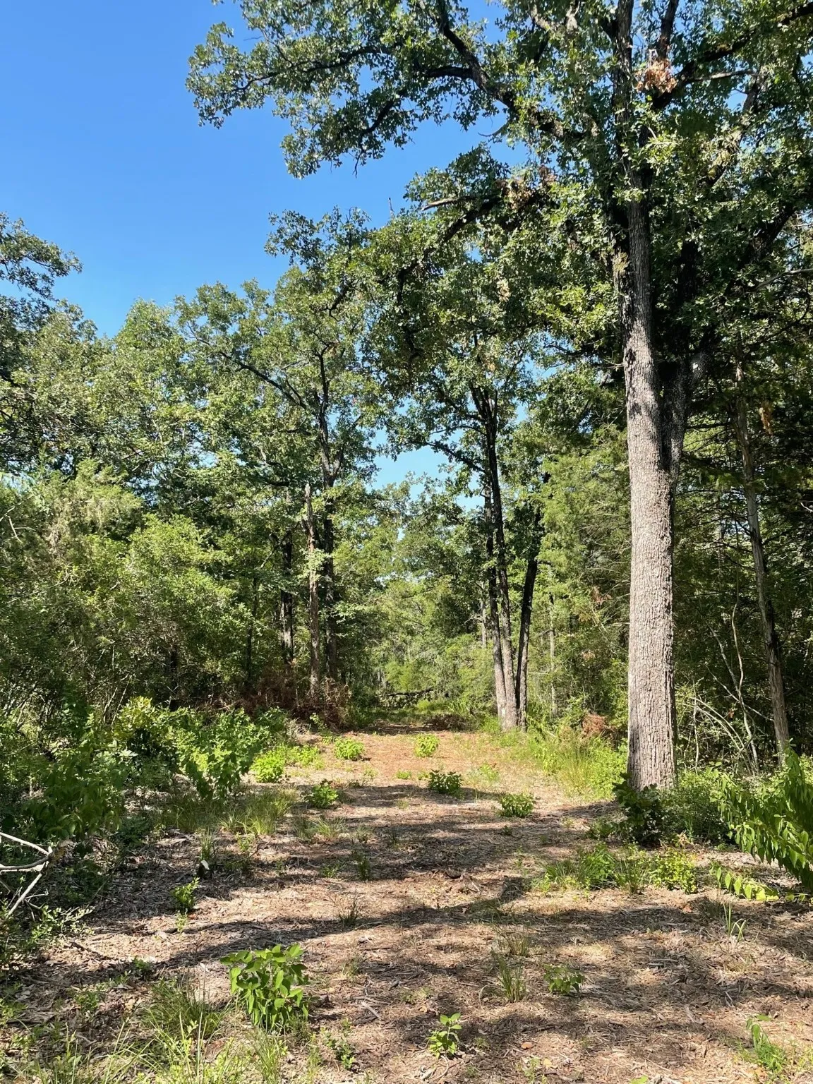 Ranch For Sale in Limestone County , TBD 00 LCR 828, Groesbeck, Texas 76642, 0, 0, Garage spaces, 0 Sqft, built in 0, Price $642,250, mls#20463862, Real Estate Agent in Groesbeck, Homes For Sale in Limestone county, Homes For Sale in Groesbeck, Realtor in Groesbeck Texas, Real Estate Brokerage Independent Realty Texas, Luminita Cordes Realtor