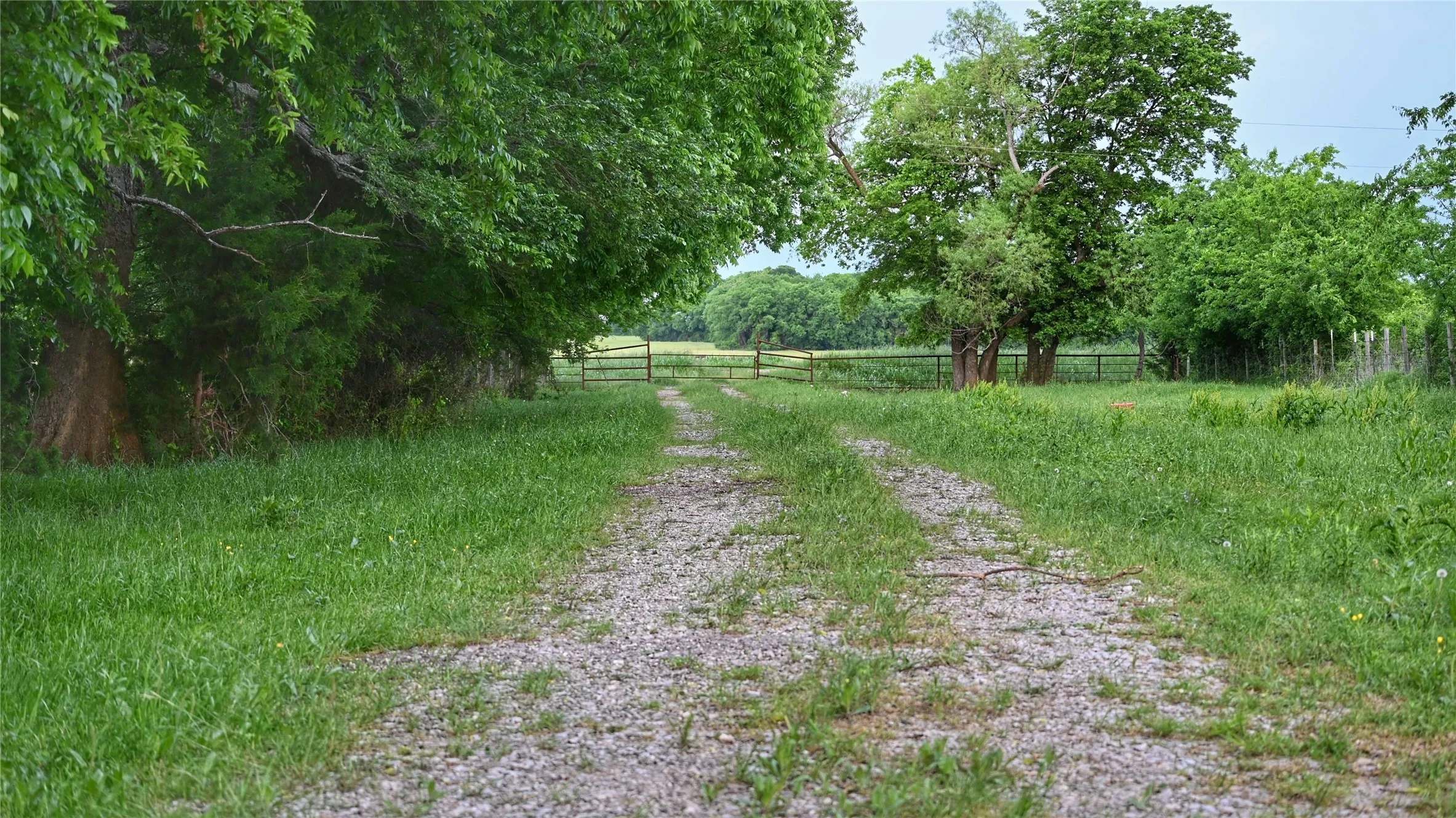 From pasture looking toward Fm 1752/Entrance