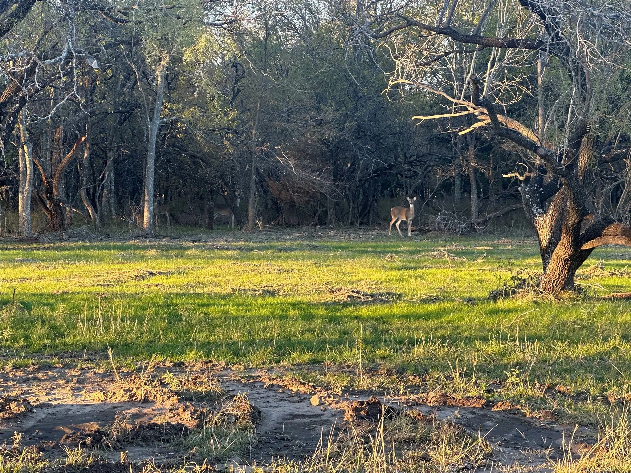 Unimproved Land For Sale in Navarro County , Lot 9 Grison Circle, Corsicana, Texas 75109, 0, 0, Garage spaces, 0 Sqft, built in 0, mls#20530769, Real Estate Agent in Corsicana, Homes For Sale in Navarro county, Homes For Sale in Corsicana, Realtor in Corsicana Texas, Real Estate Brokerage Independent Realty Texas, Luminita Cordes Realtor
