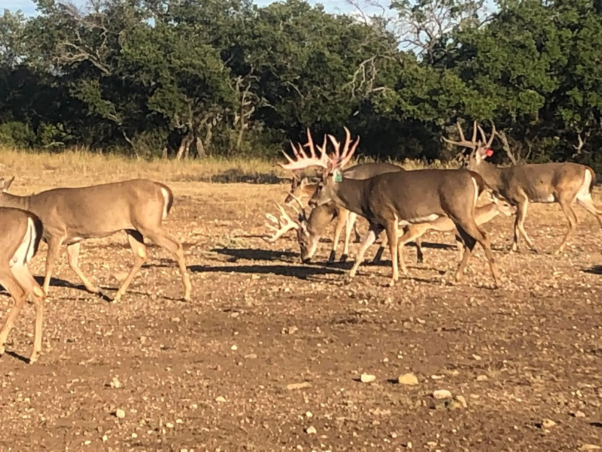 Ranch For Sale in San Saba County , 7735 Fm 502, Rochelle, Texas 76872, 0, 0, Garage spaces, 0 Sqft, built in 0, Price $4,800,000, mls#20571215, Real Estate Agent in Rochelle, Homes For Sale in San Saba county, Homes For Sale in Rochelle, Realtor in Rochelle Texas, Real Estate Brokerage Independent Realty Texas, Luminita Cordes Realtor