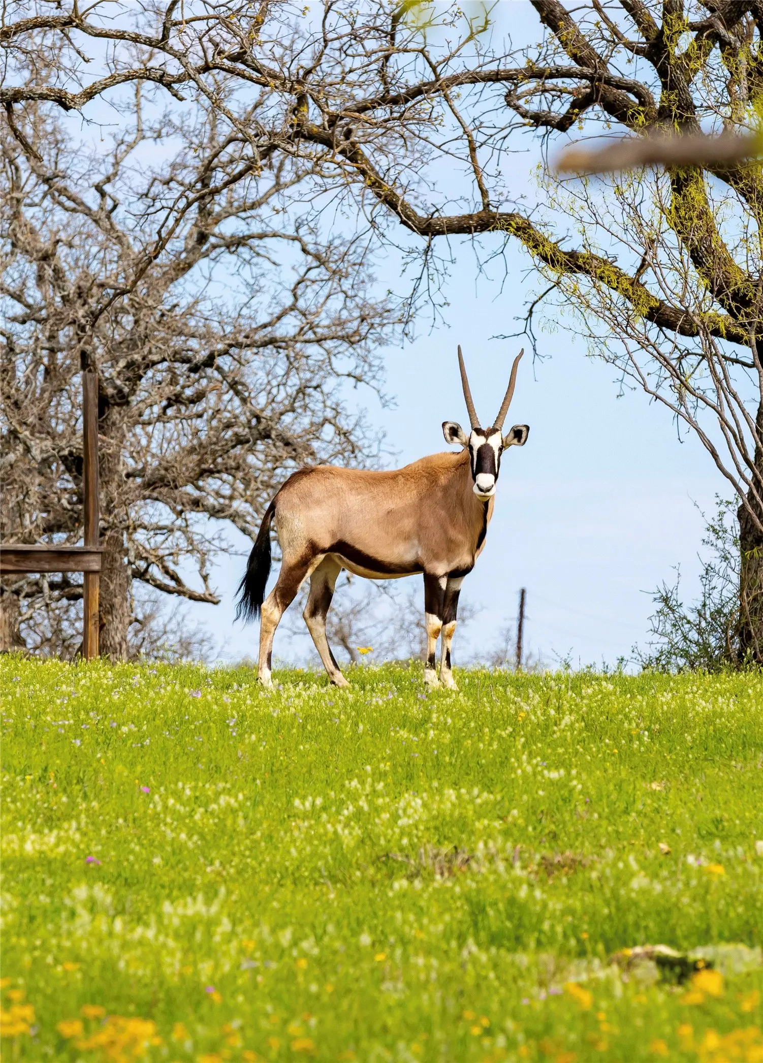 Ranch For Sale in San Saba County , 7735 Fm 502, Rochelle, Texas 76872, 0, 0, Garage spaces, 0 Sqft, built in 0, Price $4,800,000, mls#20571215, Real Estate Agent in Rochelle, Homes For Sale in San Saba county, Homes For Sale in Rochelle, Realtor in Rochelle Texas, Real Estate Brokerage Independent Realty Texas, Luminita Cordes Realtor