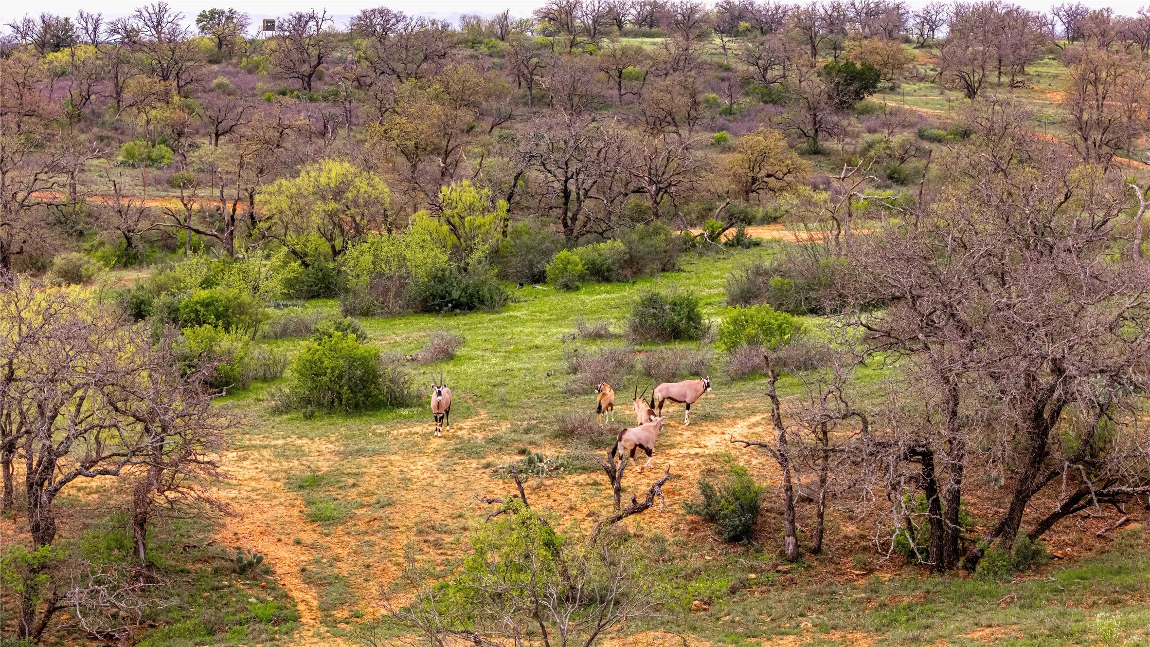 Ranch For Sale in San Saba County , 7735 Fm 502, Rochelle, Texas 76872, 0, 0, Garage spaces, 0 Sqft, built in 0, Price $4,800,000, mls#20571215, Real Estate Agent in Rochelle, Homes For Sale in San Saba county, Homes For Sale in Rochelle, Realtor in Rochelle Texas, Real Estate Brokerage Independent Realty Texas, Luminita Cordes Realtor