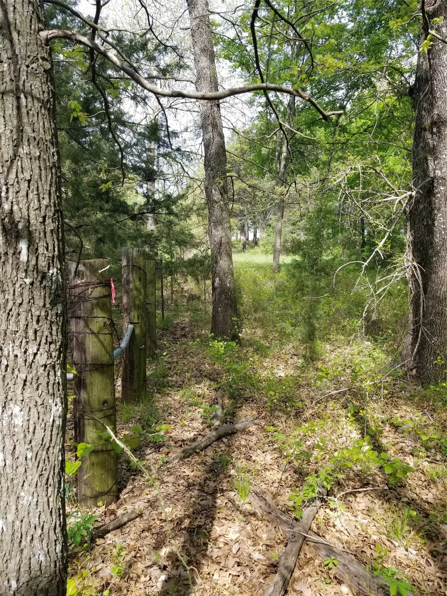 View of local wilderness near the rear of the property