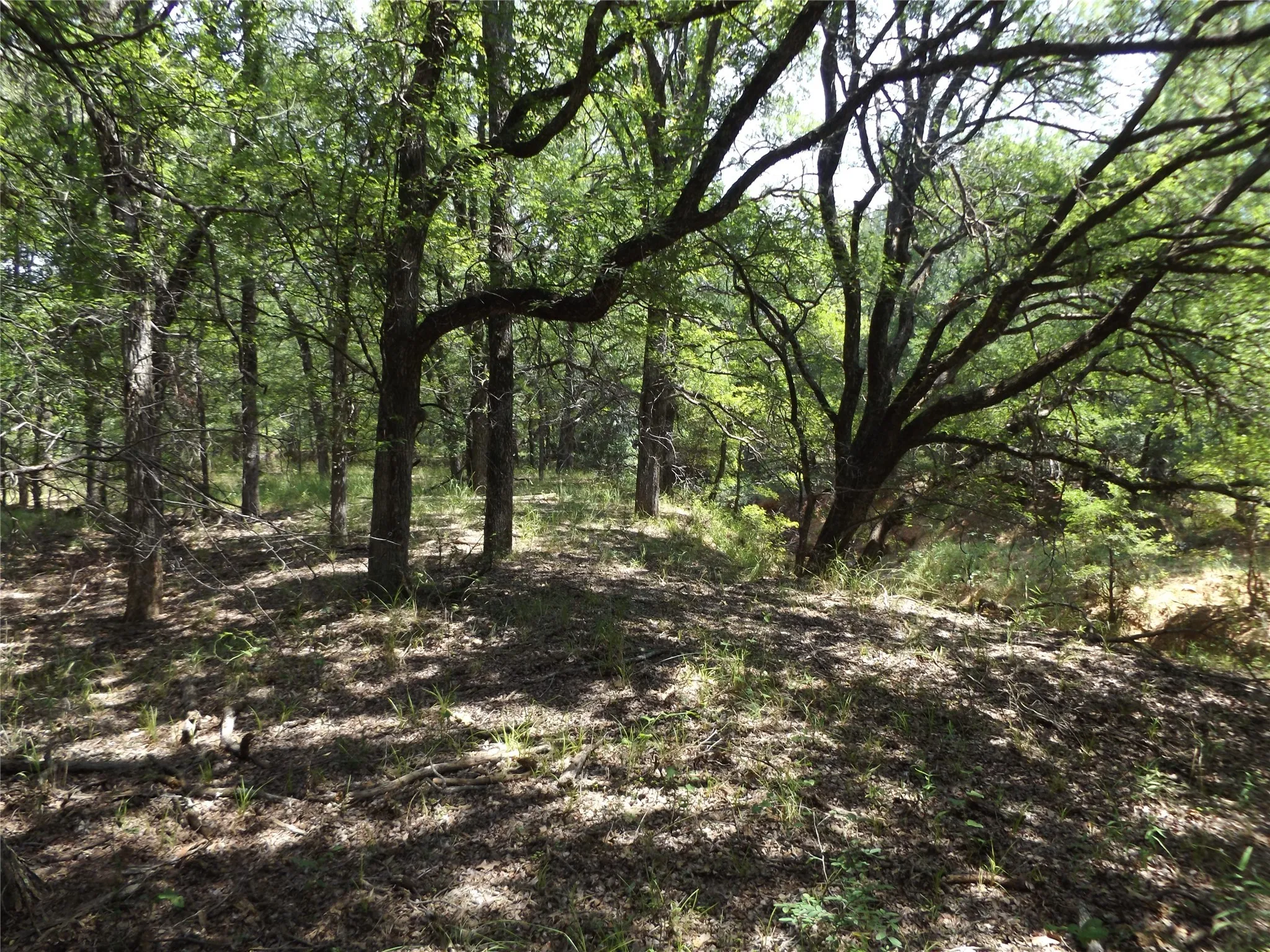 View of local wilderness