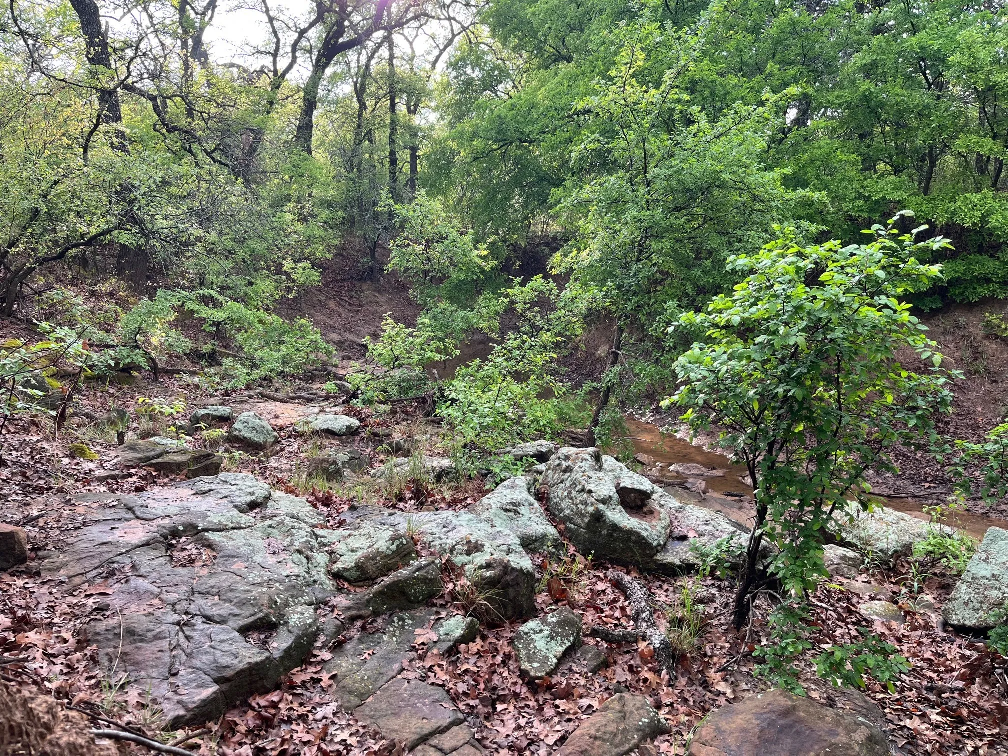 View of local wilderness with a water view