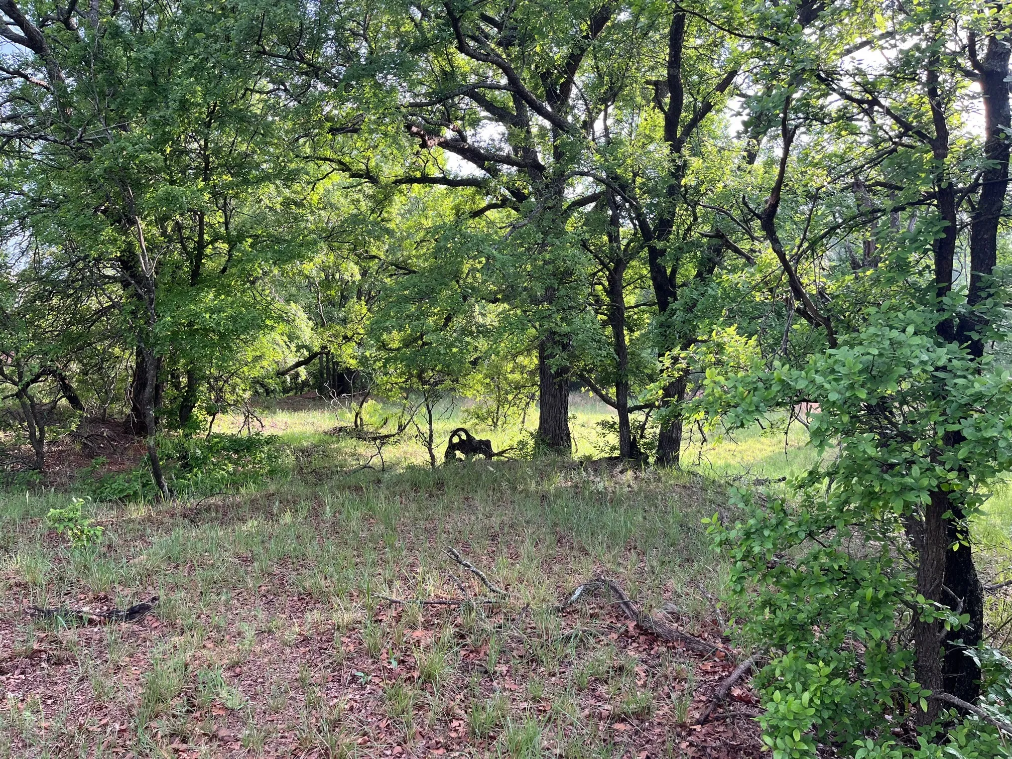 View of local wilderness