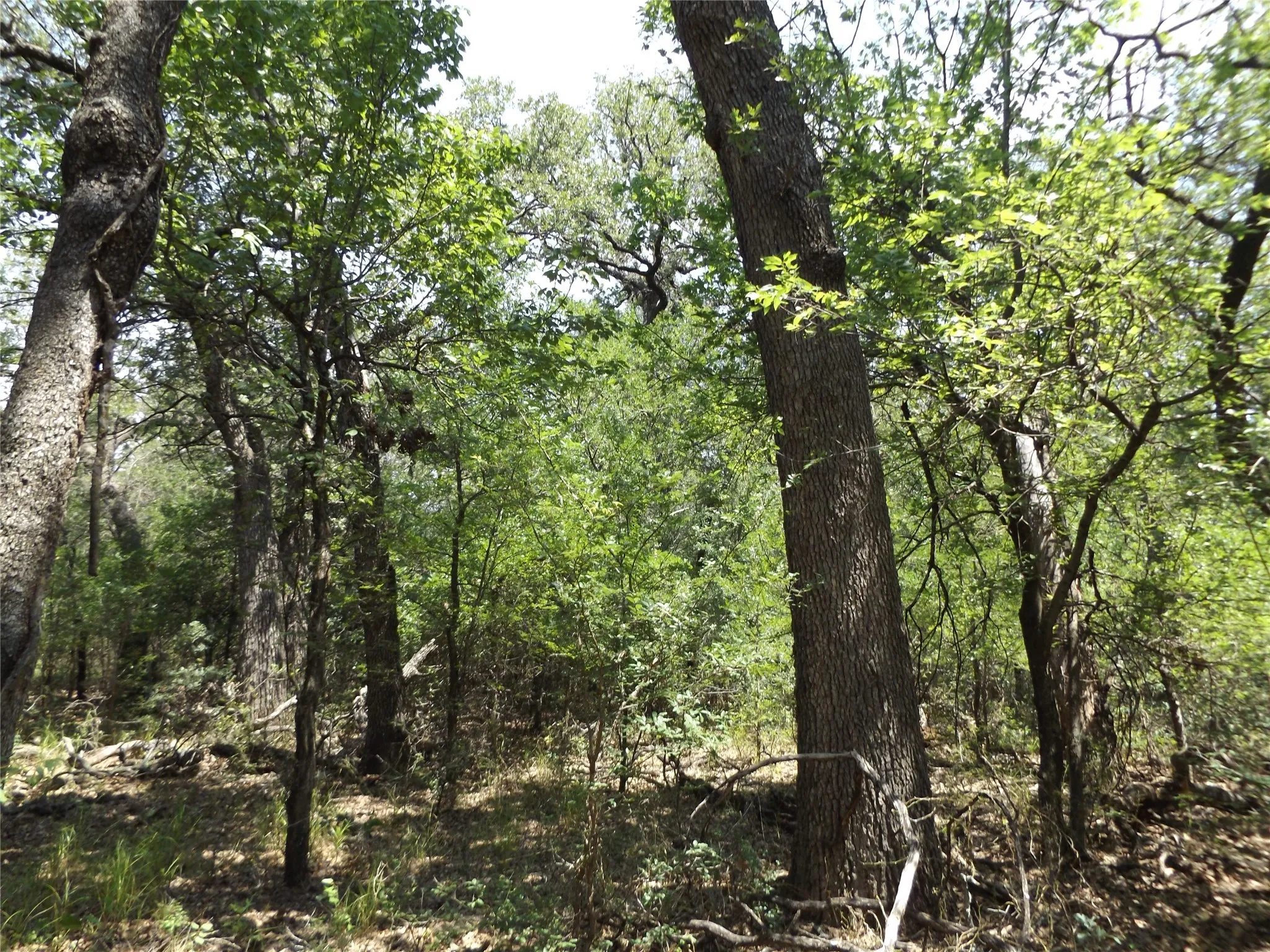 View of local wilderness