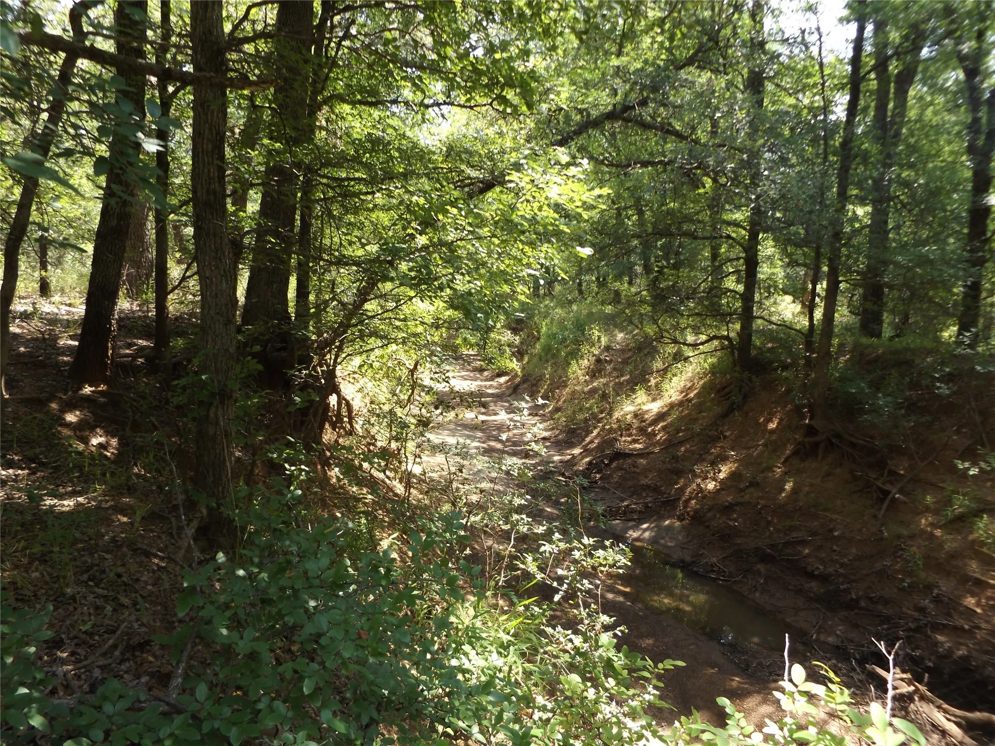 View of local wilderness