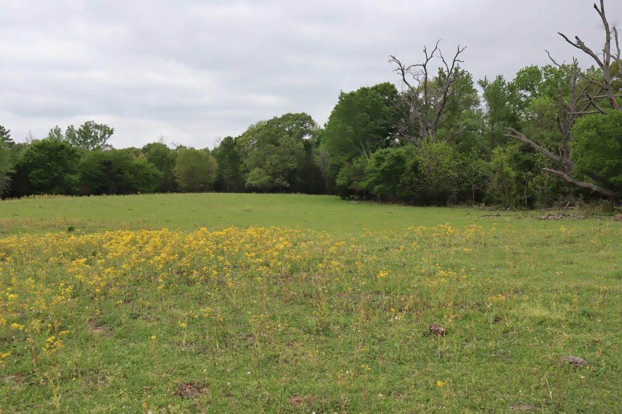 Ranch For Sale in Rains County , TBD Rs County Road 2365, Alba, Texas 75410, 0, 0, Garage spaces, 0 Sqft, built in 0, mls#20581292, Real Estate Agent in Alba, Homes For Sale in Rains county, Homes For Sale in Alba, Realtor in Alba Texas, Real Estate Brokerage Independent Realty Texas, Luminita Cordes Realtor