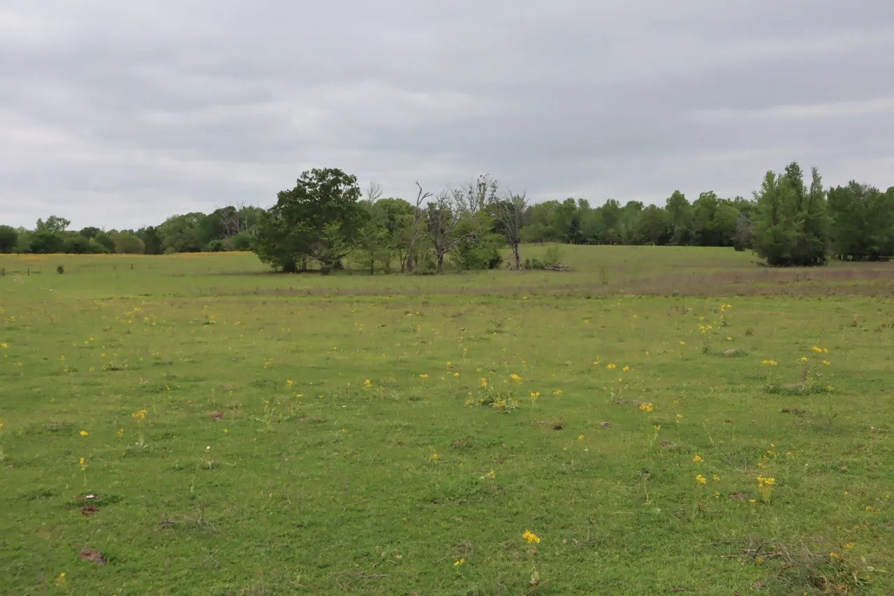 Ranch For Sale in Rains County , TBD Rs County Road 2365, Alba, Texas 75410, 0, 0, Garage spaces, 0 Sqft, built in 0, mls#20581292, Real Estate Agent in Alba, Homes For Sale in Rains county, Homes For Sale in Alba, Realtor in Alba Texas, Real Estate Brokerage Independent Realty Texas, Luminita Cordes Realtor