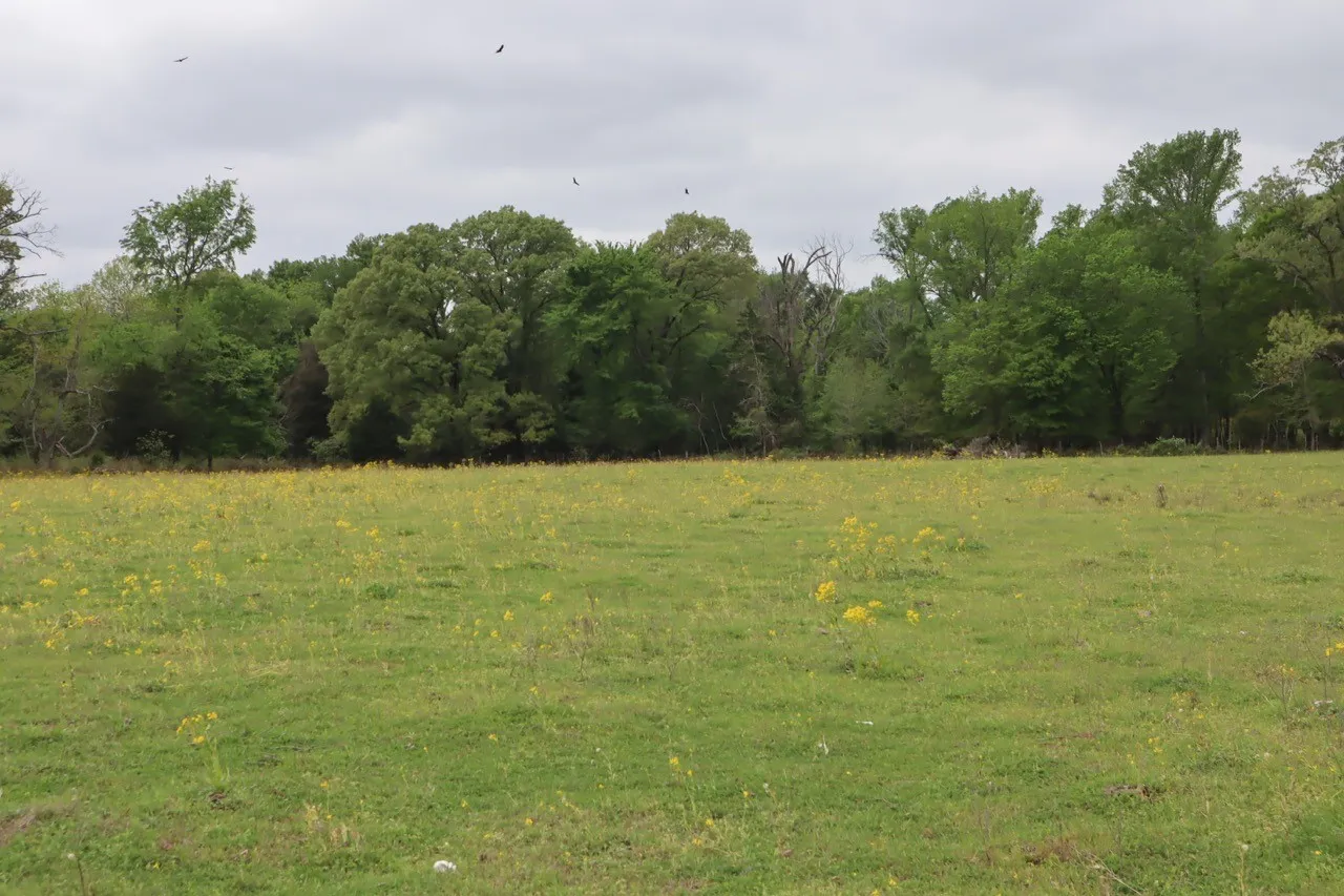 Ranch For Sale in Rains County , TBD Rs County Road 2365, Alba, Texas 75410, 0, 0, Garage spaces, 0 Sqft, built in 0, mls#20581292, Real Estate Agent in Alba, Homes For Sale in Rains county, Homes For Sale in Alba, Realtor in Alba Texas, Real Estate Brokerage Independent Realty Texas, Luminita Cordes Realtor