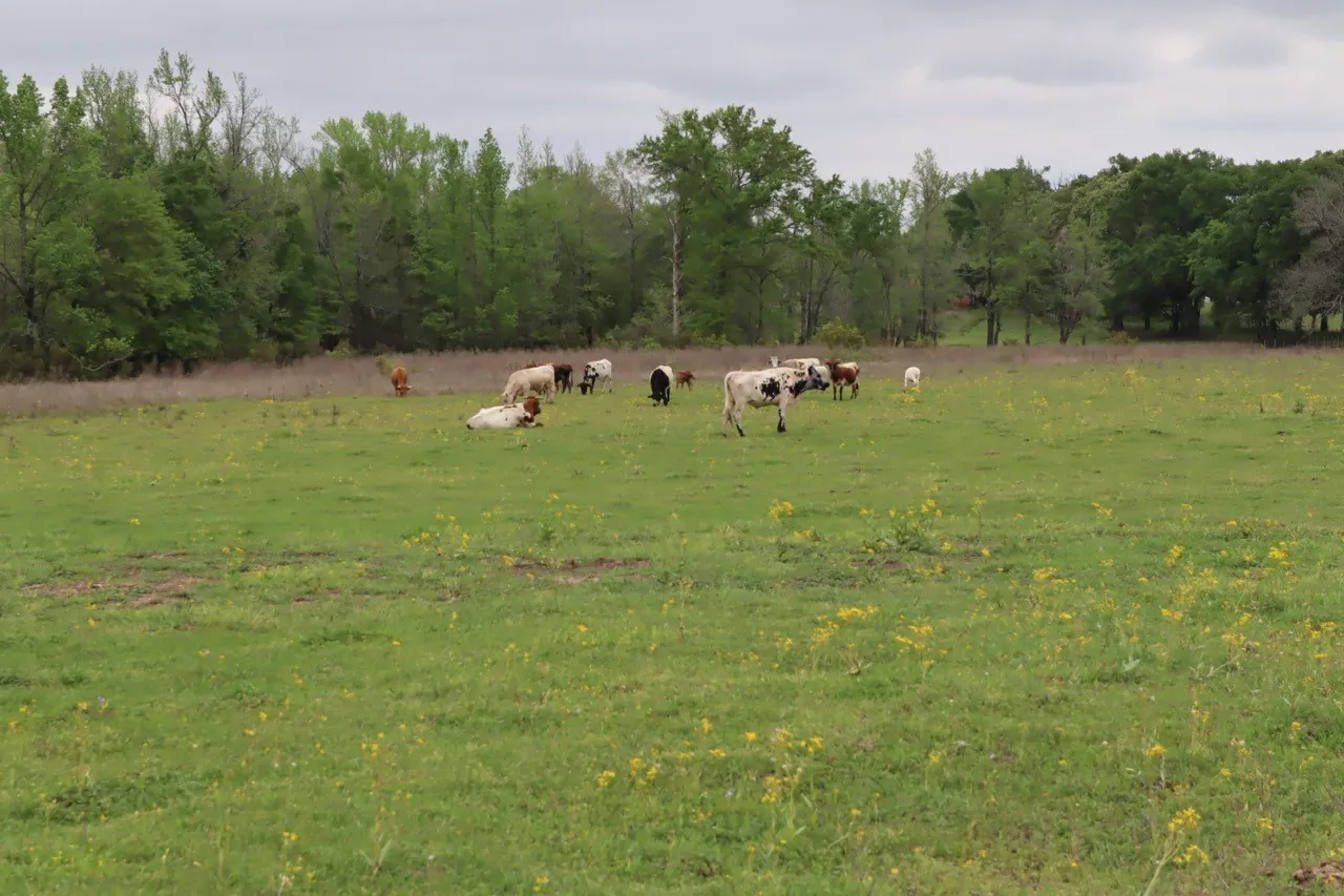Ranch For Sale in Rains County , TBD Rs County Road 2365, Alba, Texas 75410, 0, 0, Garage spaces, 0 Sqft, built in 0, mls#20581292, Real Estate Agent in Alba, Homes For Sale in Rains county, Homes For Sale in Alba, Realtor in Alba Texas, Real Estate Brokerage Independent Realty Texas, Luminita Cordes Realtor